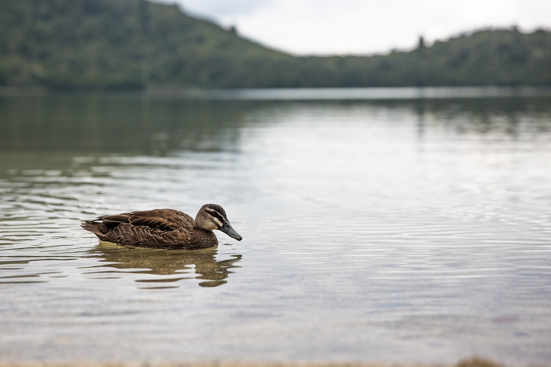 Grey duck, Rotopounamu lake, Tongariro, New Zealand