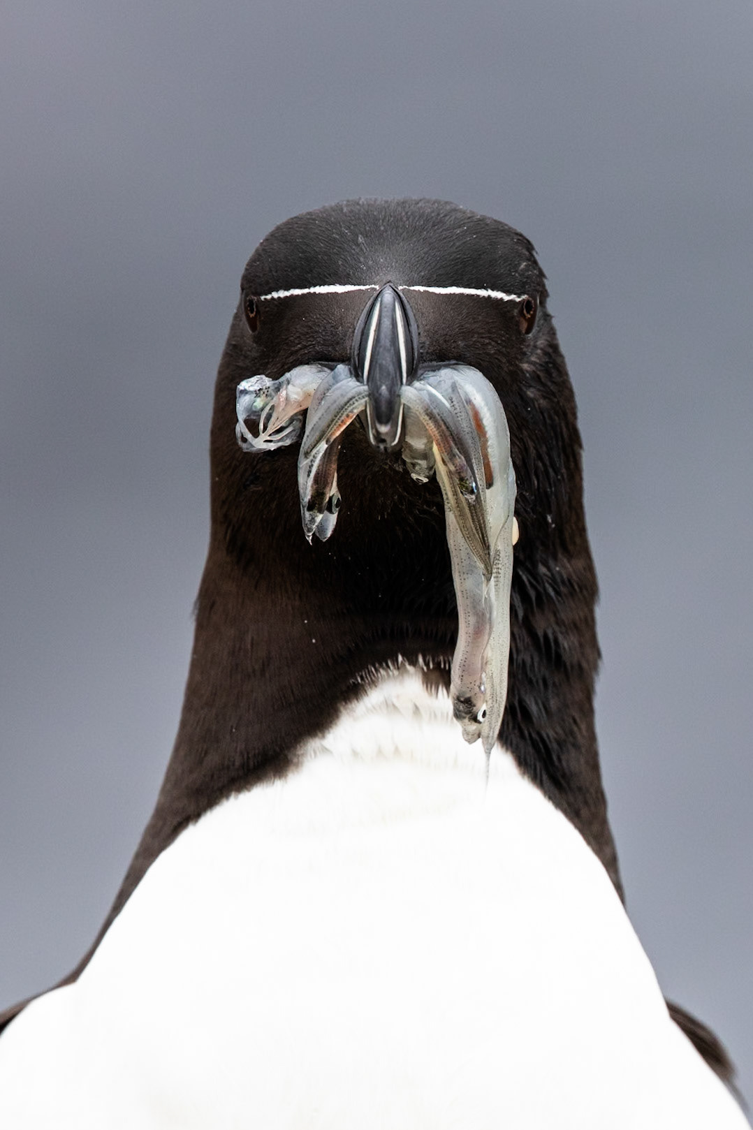 Razorbill, Grímsey Island, Iceland
