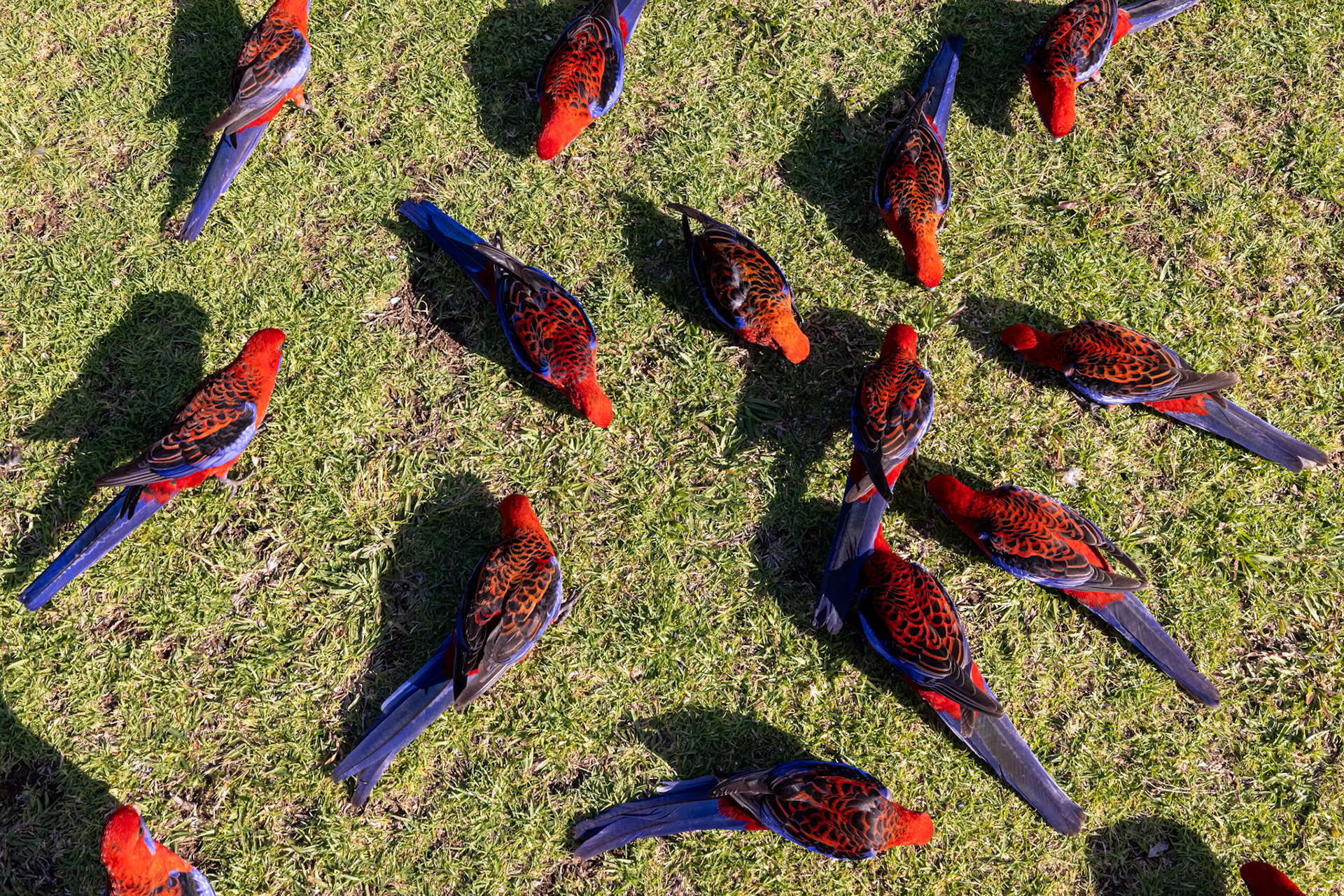 Crimson rosella, O'Reilly's Rainforest Retreat, Lamington National Park, Queensland, Australia