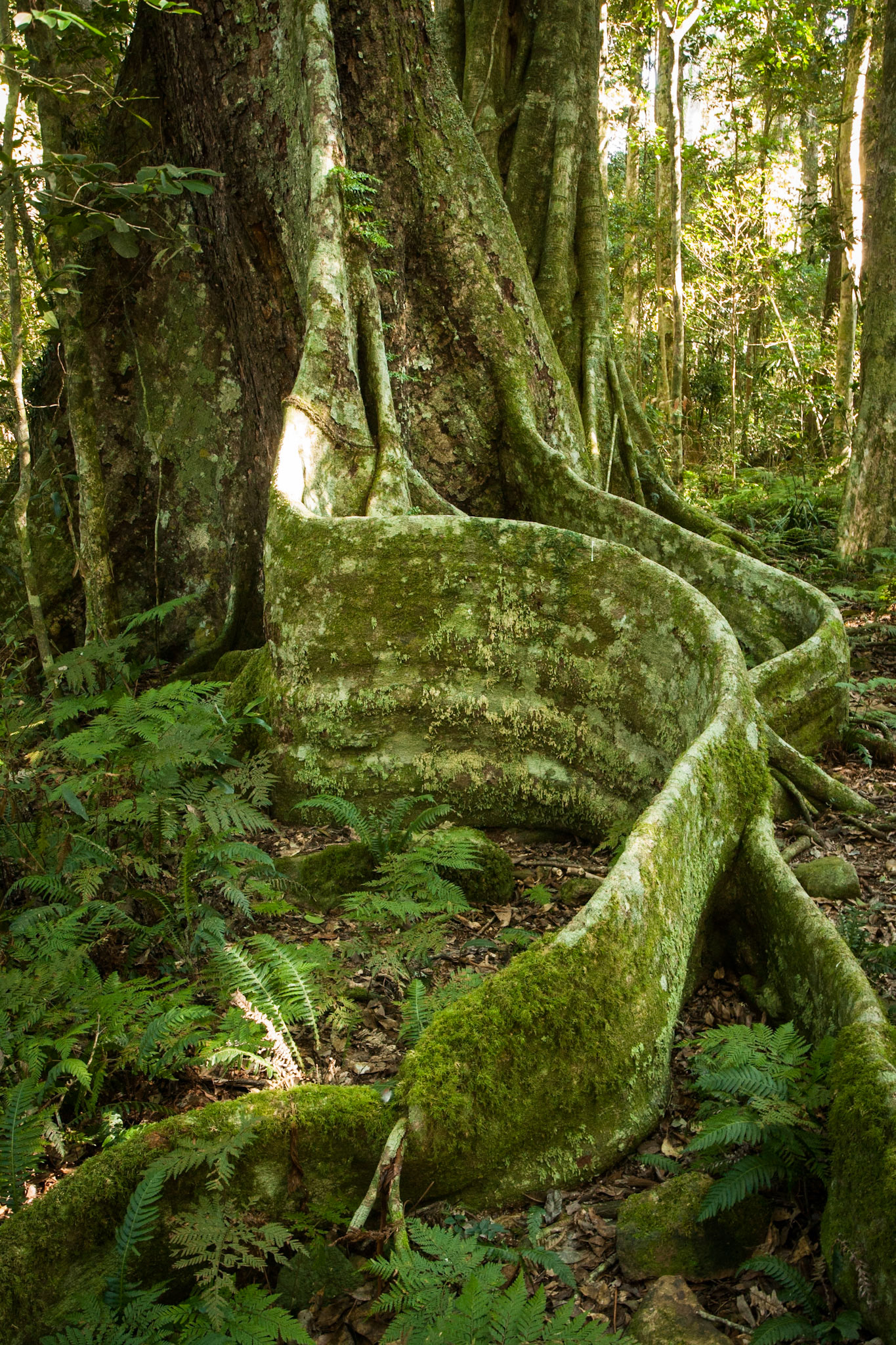 Lamington National Park, Queensland