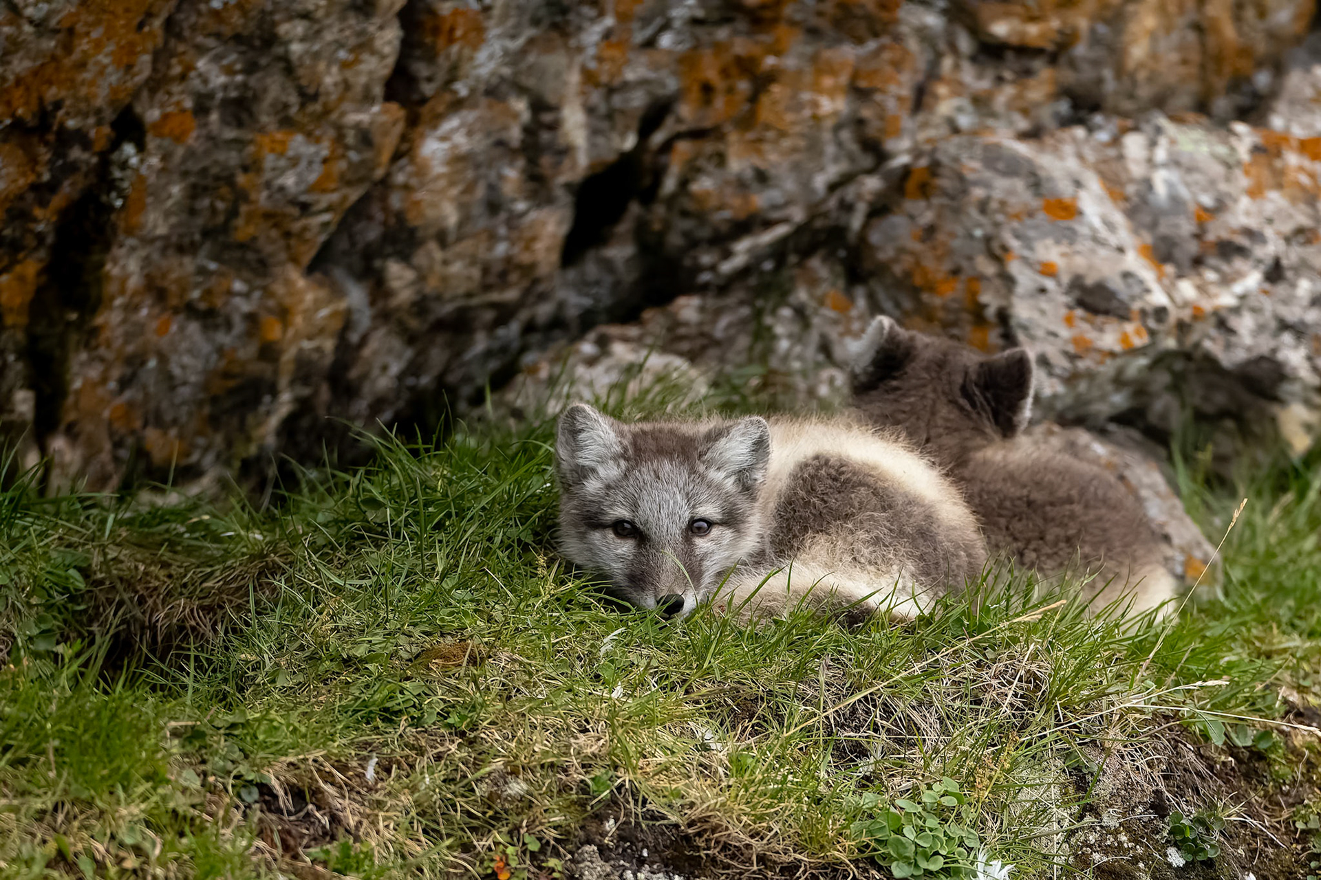 Arctic fox, Trygghamna, Svalbard, Norway