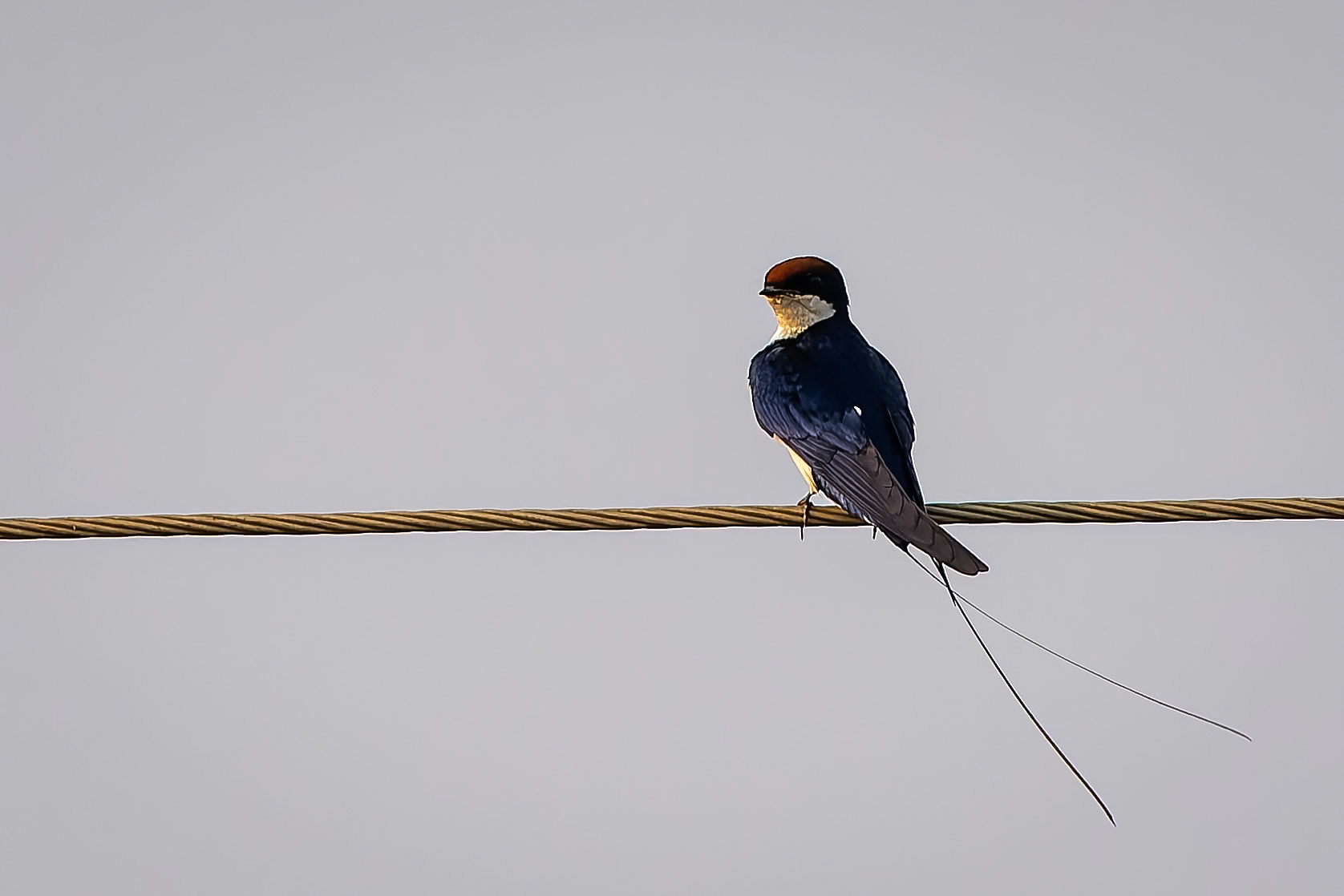 Wire-tailed swallow, Khana, India