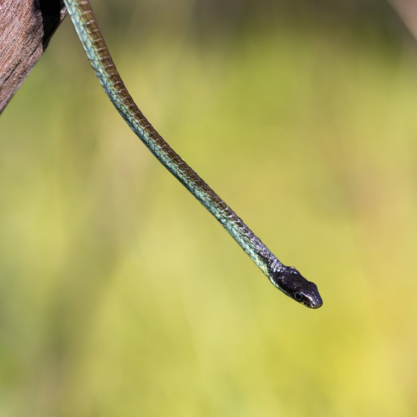 Kutini-Payamu (Iron Range) National Park, Cape York Penninsula, Queensland