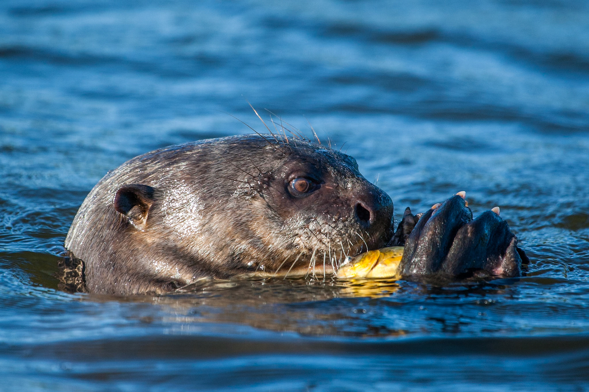 Giant otter, Mato grosso, Pantanal, Brazil