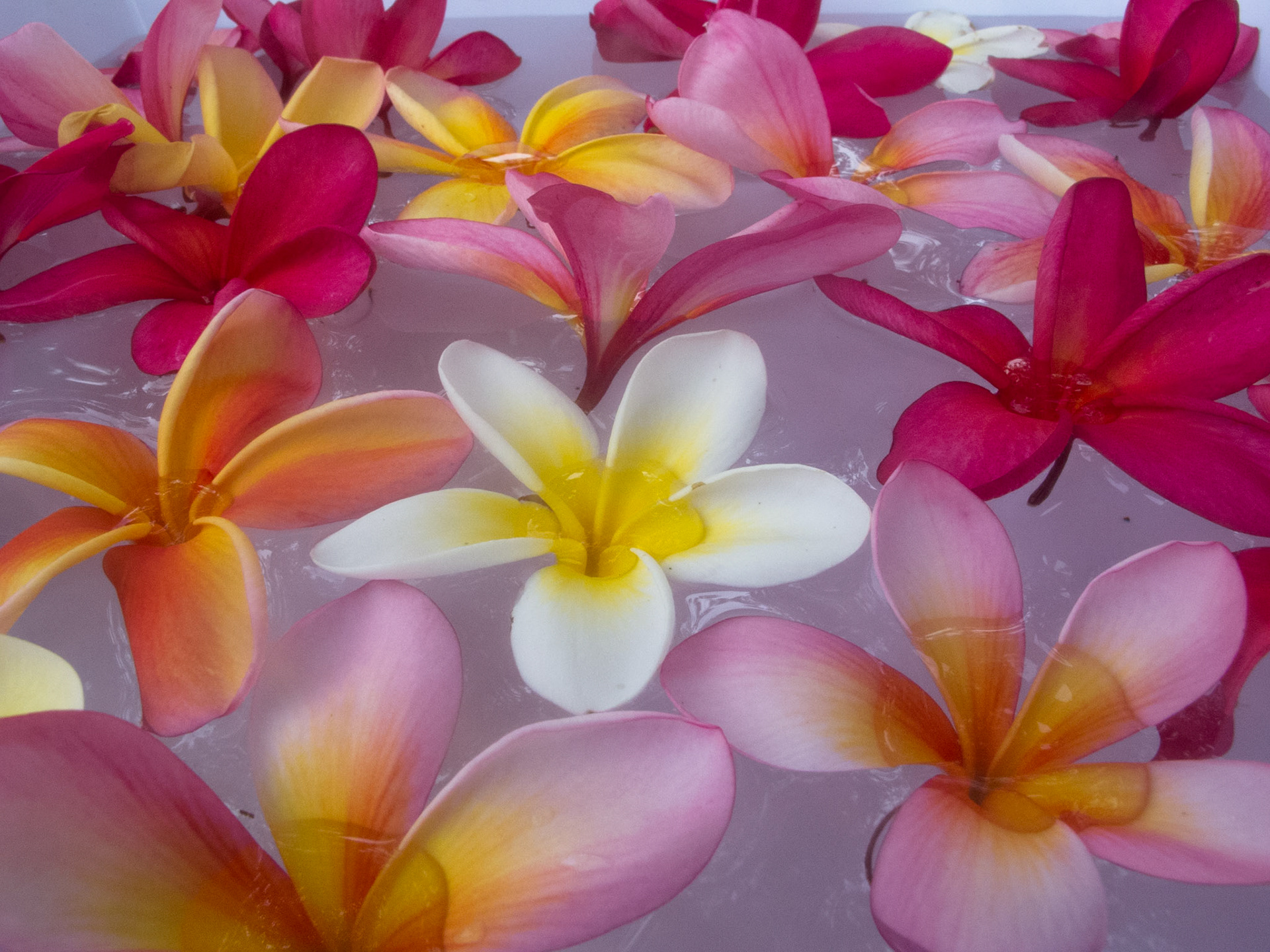 Frangipanis in icewater, Bangalow market, Bangalow, New South Wales