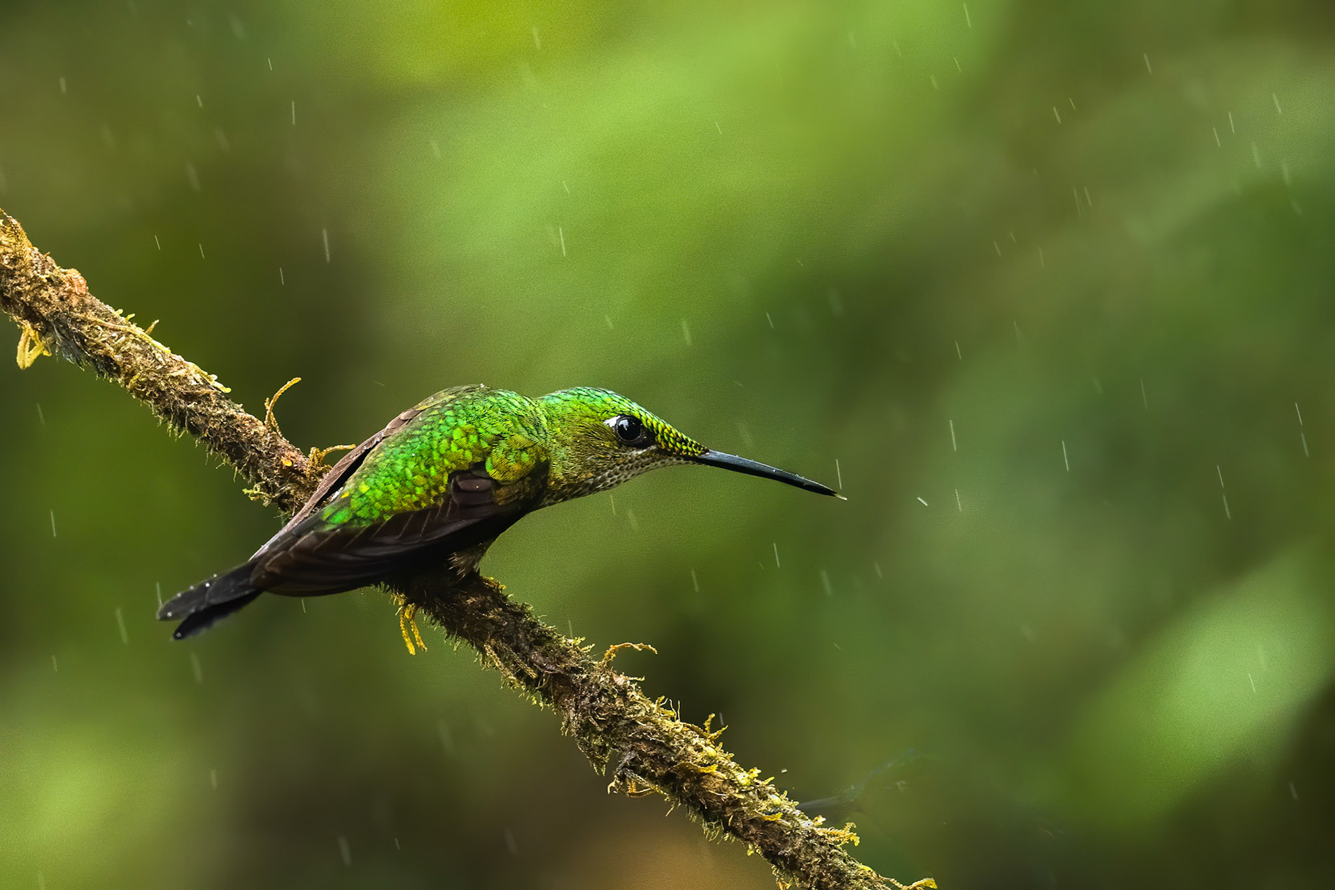 Empress brilliant, Las Tangeras, Colombia