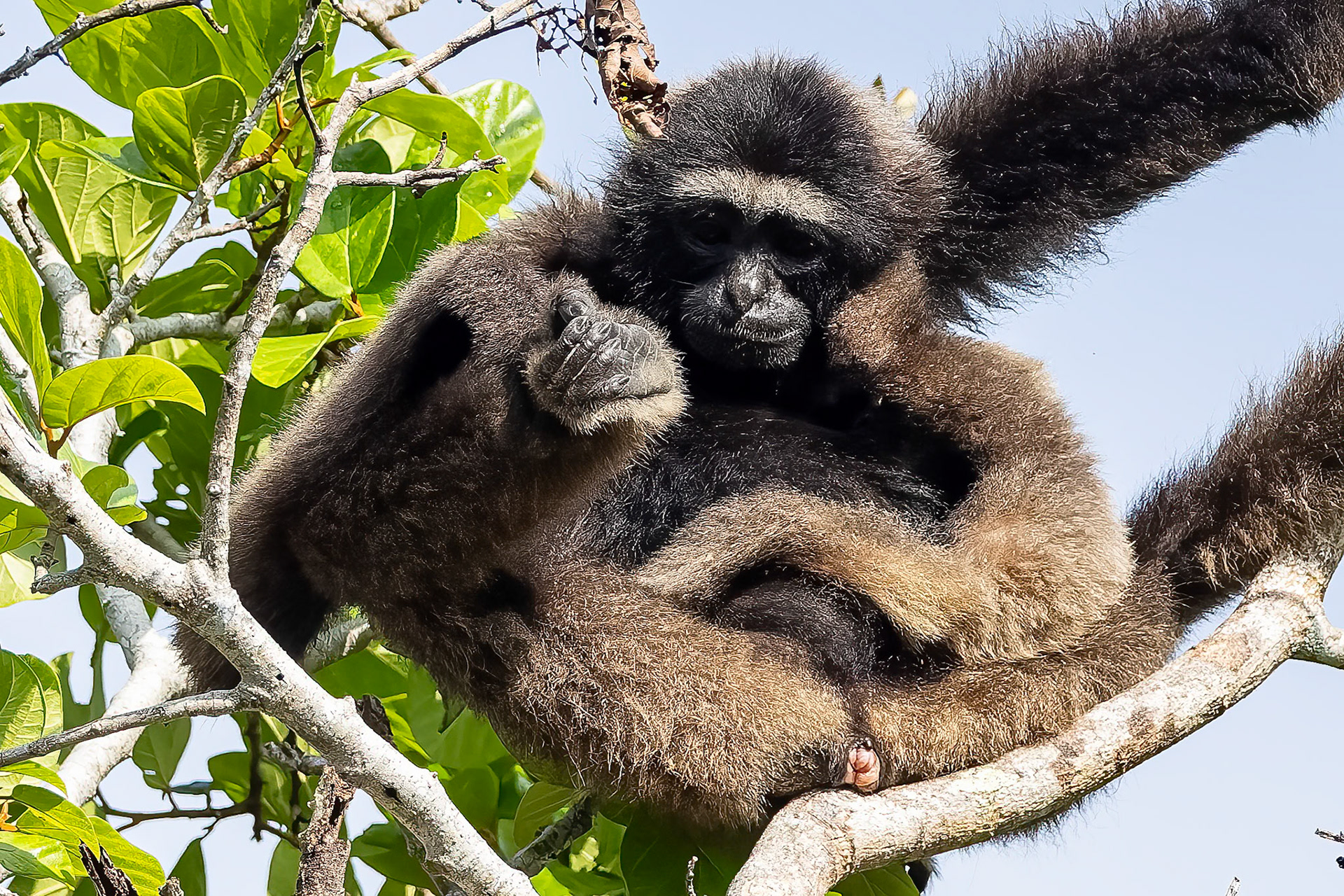 Eastern grey gibbon, Sepilok, Borneo
