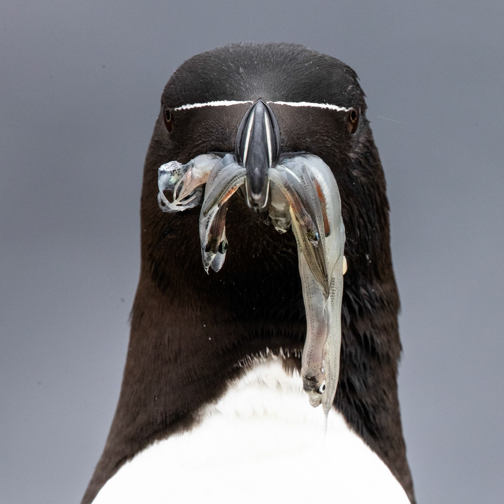 Razorbill, Grímsey Island, Iceland, 2019