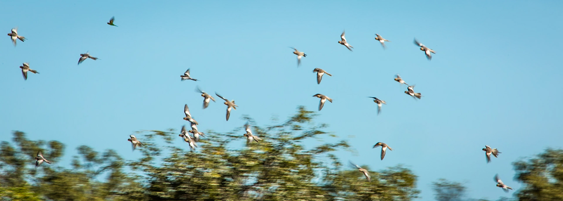 Cockatiels, Broome, West Australia