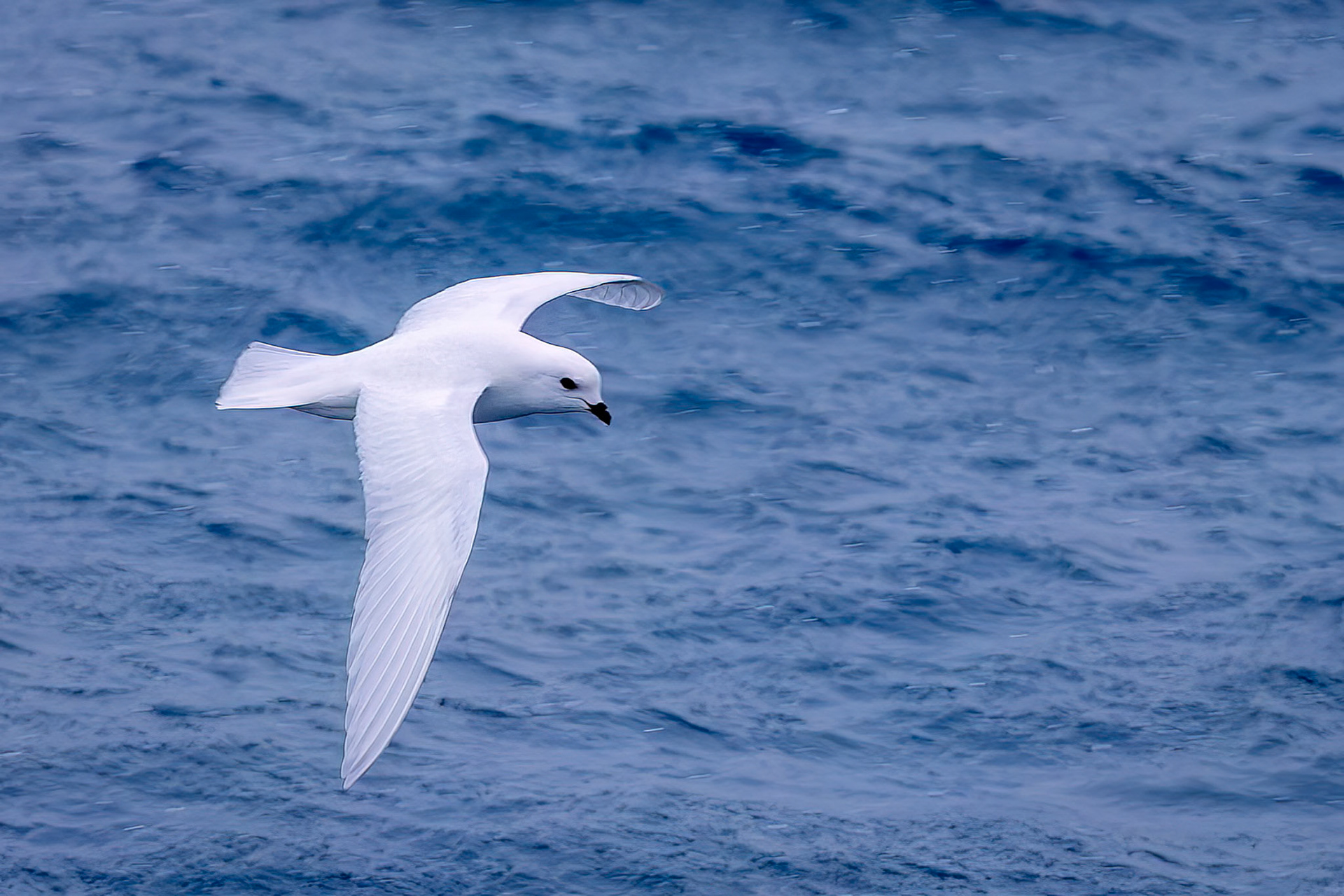 Snow petrel, Gold Harbour, South Georgia