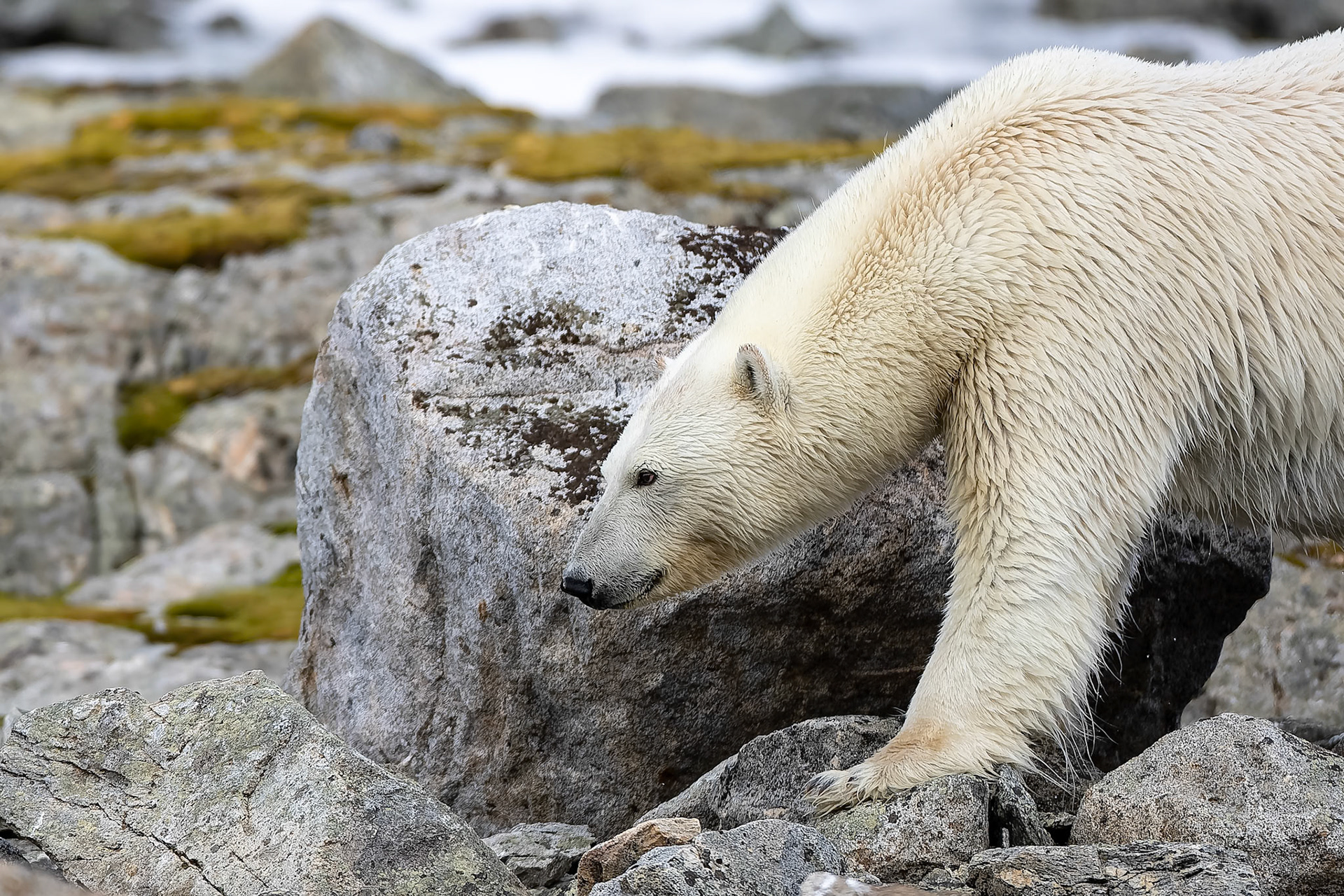 Polar bear, Hamiptonbukka, Svalbard, Norway