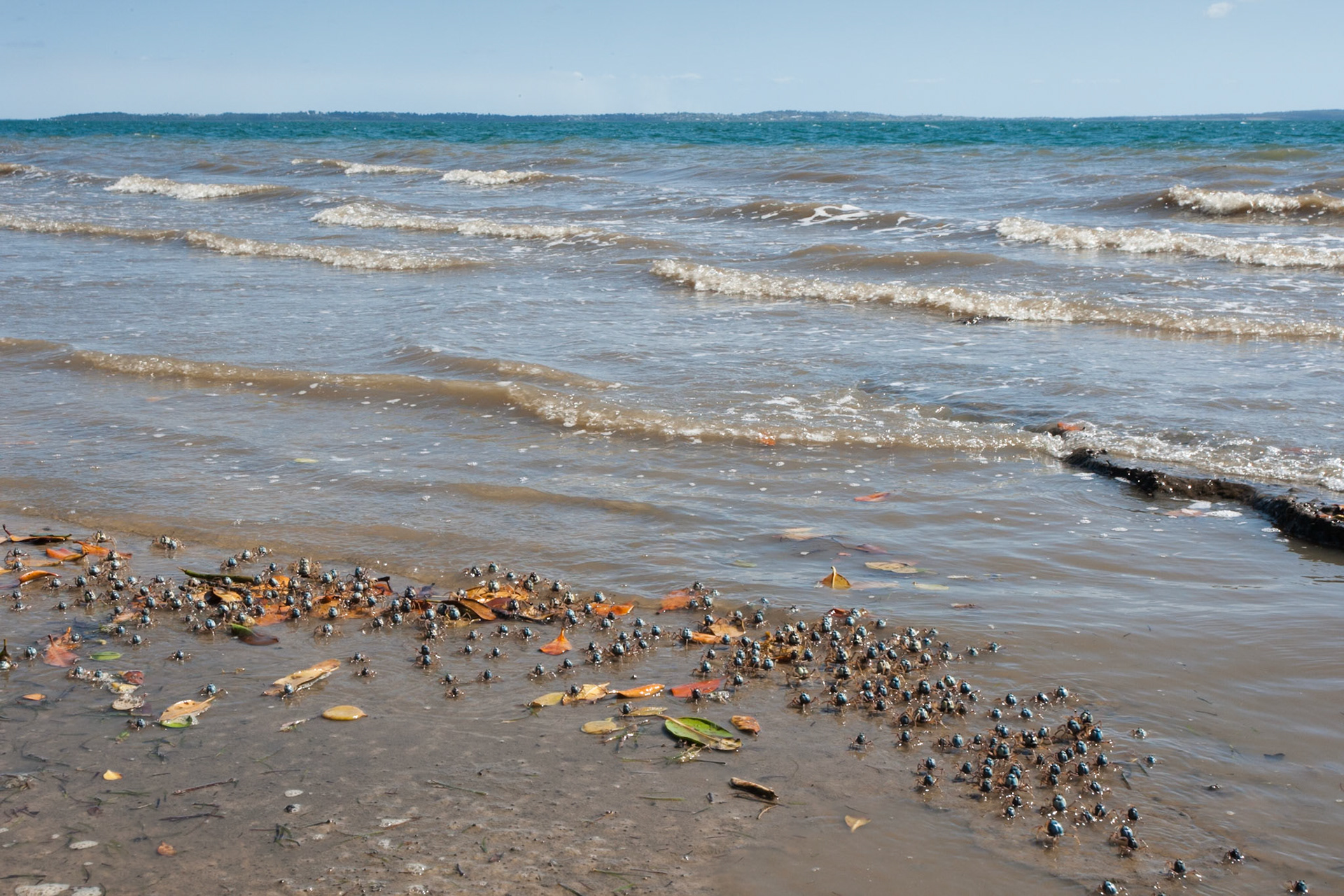 Soldier crabs, Kingfisher Bay, Fraser Island, Queensland