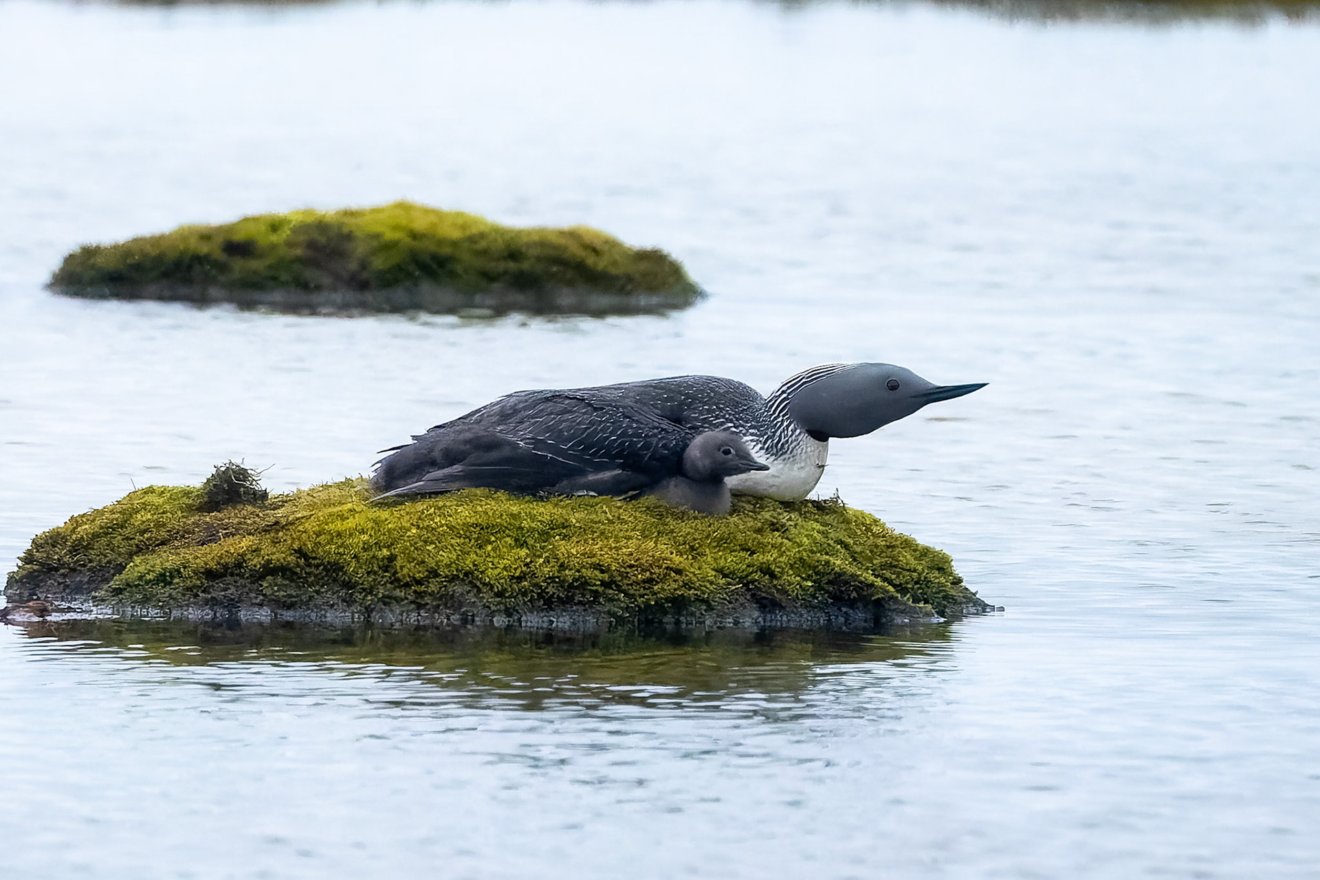 Red-throated diver, Nylondon, Svalbard, Norway