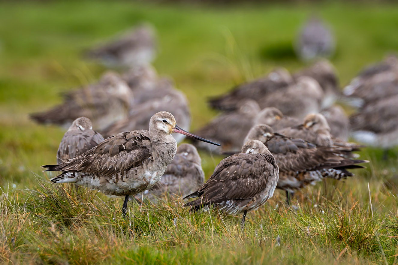 Hudsonian godwit, Puerto Varas Humedal, Lepihve, Chilé