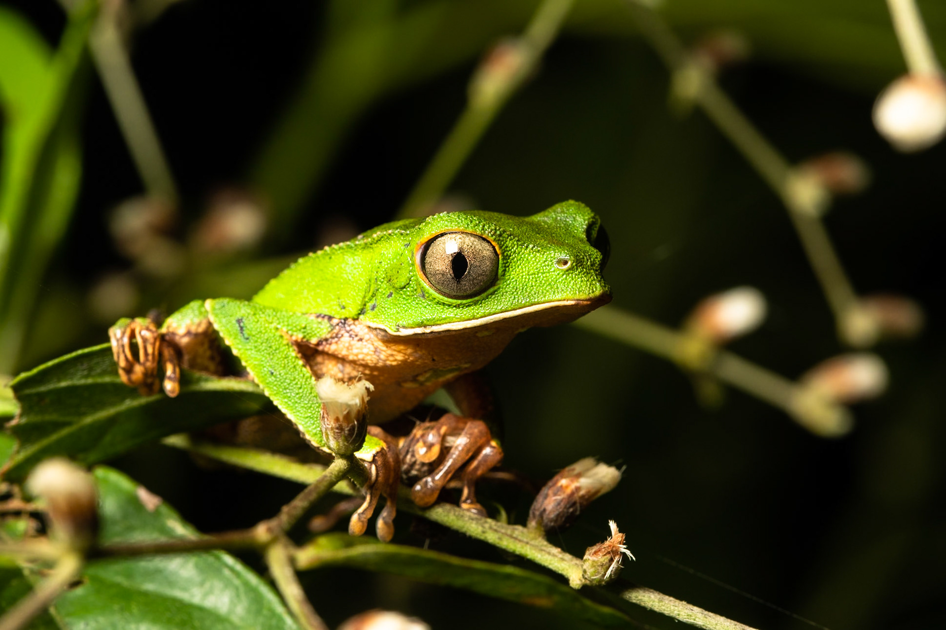 White-lined monkey frog, Amazonia Lodge, Manu National Park,  Peru