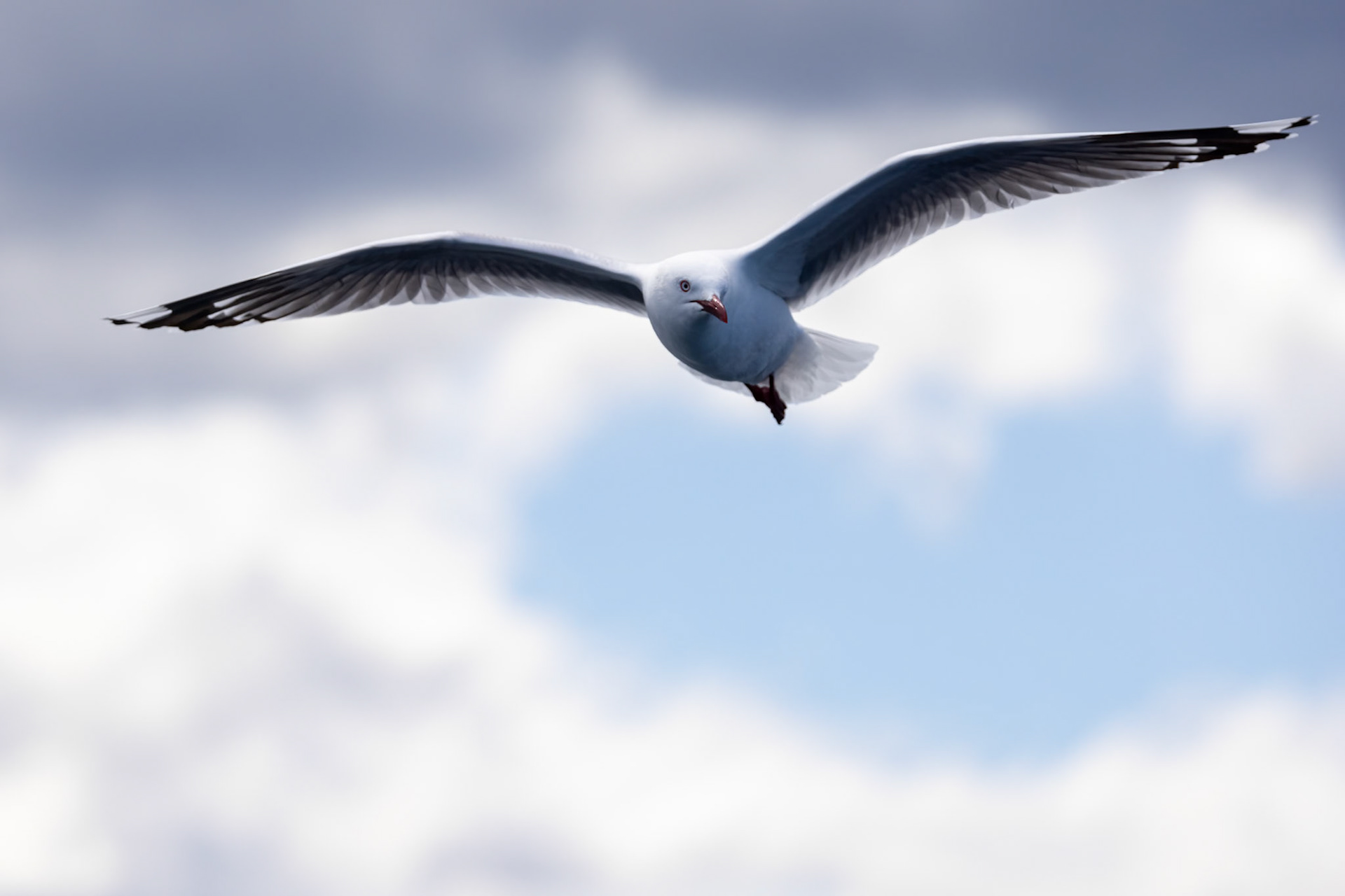 Red-billed gull, Kaikōura, New Zealand
