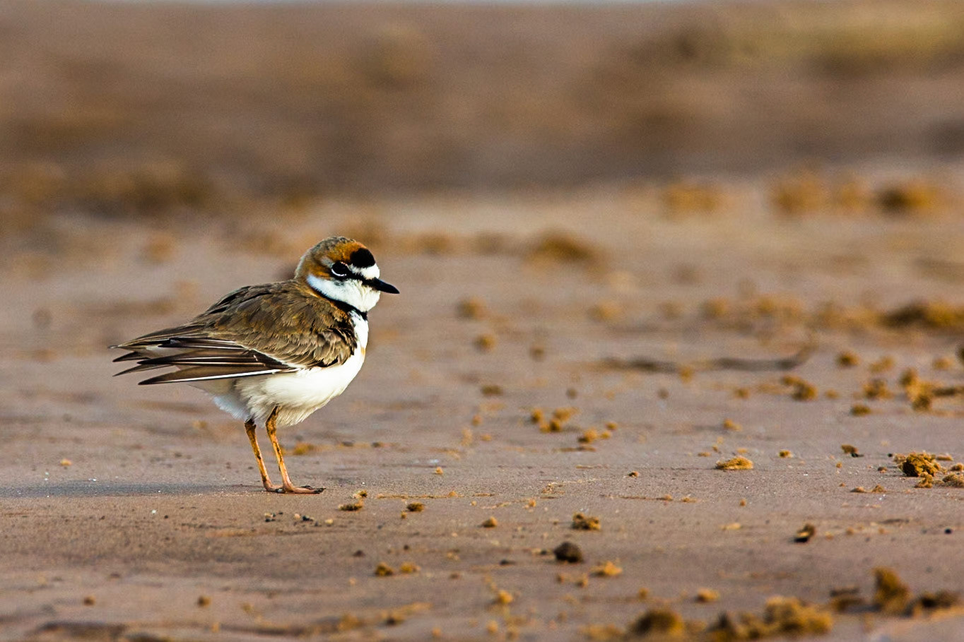 Collared plover, Porto Jofre, Pantanal, Brazil