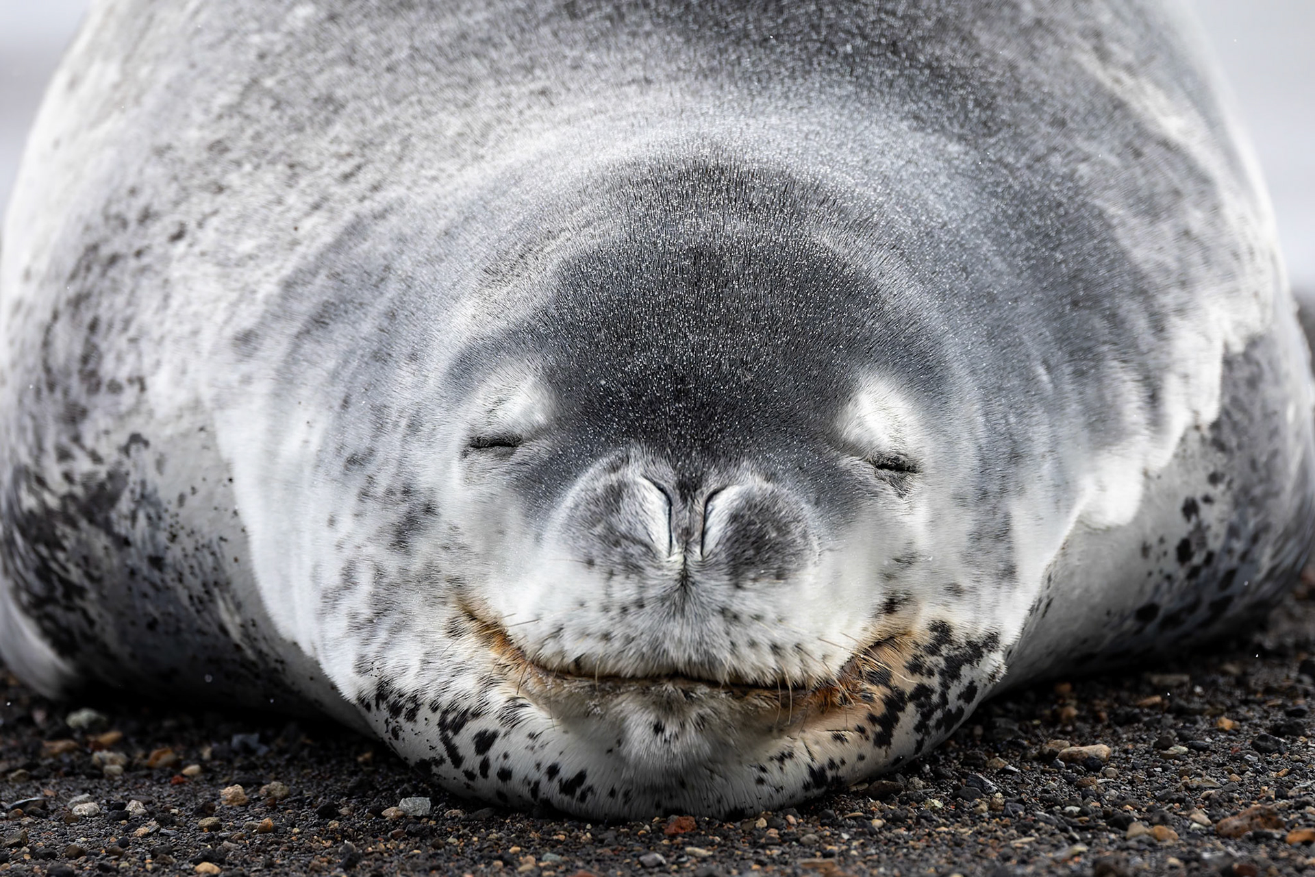 Weddel seal, Whaler's Bay, Deception Island