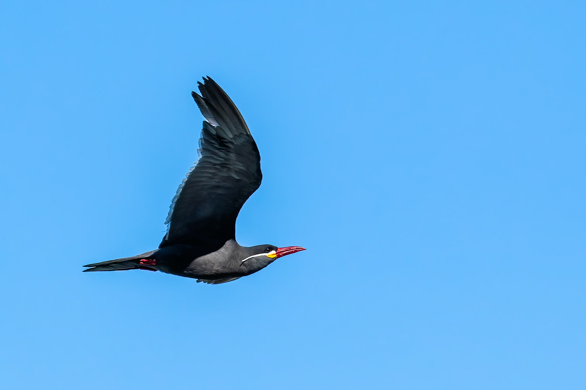 Inca tern, Vinã del Mar, Chilé