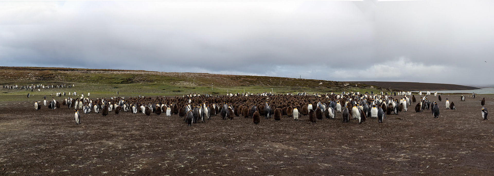 King penguin, Volunteer Point, Stanley, Falkland Islands