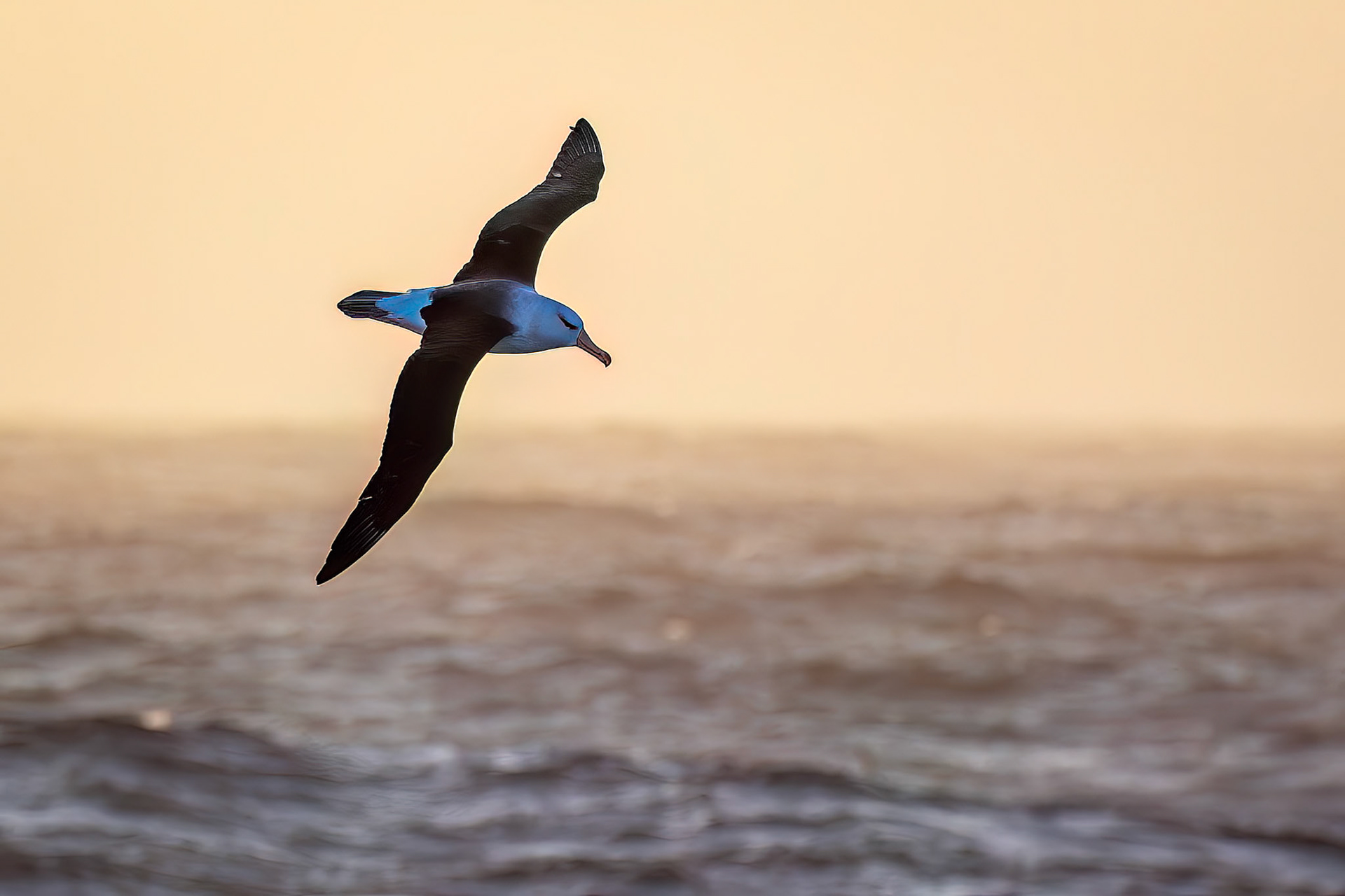 Black-browed albatross, from the Falklands towards South Georgia
