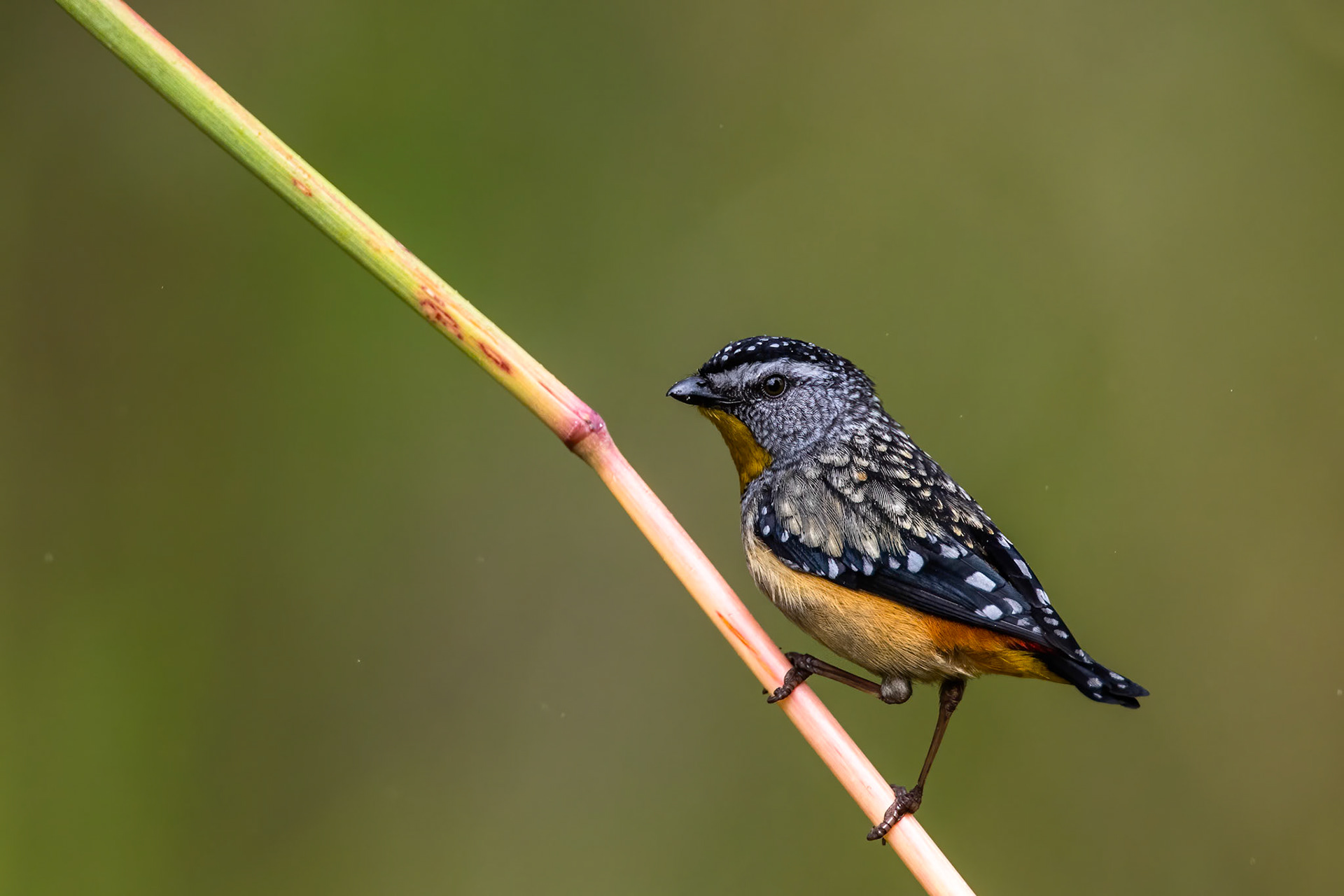 Spotted pardalote, Atherton tablelands, Queensland, Australia