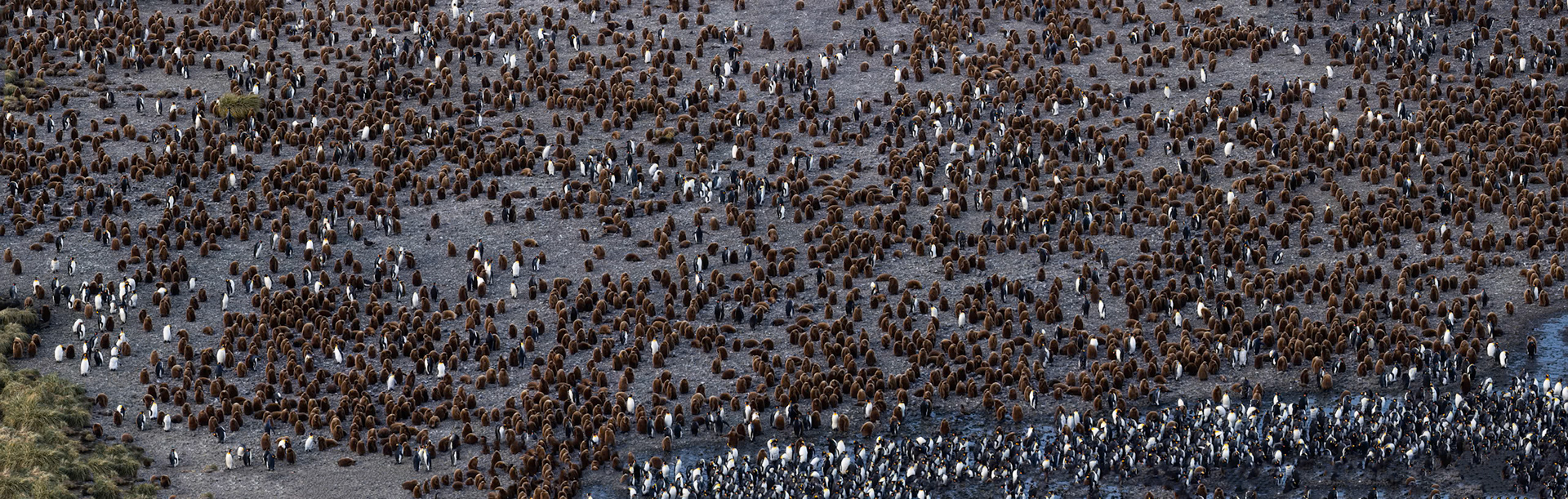 King penguin, Salisbury Plains, South Georgia
