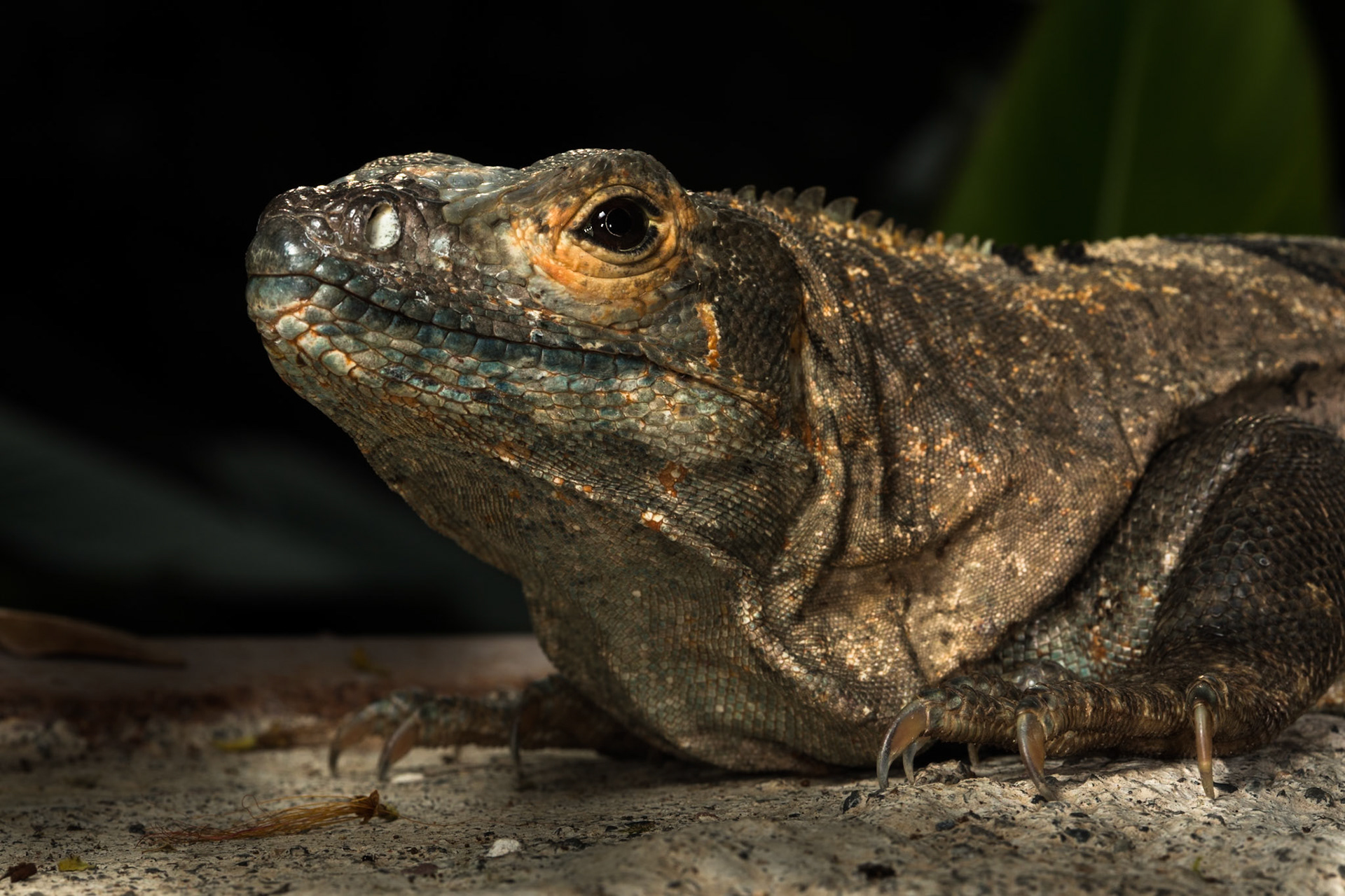 Spiny iguana, Villa Lapas, Costa Rica