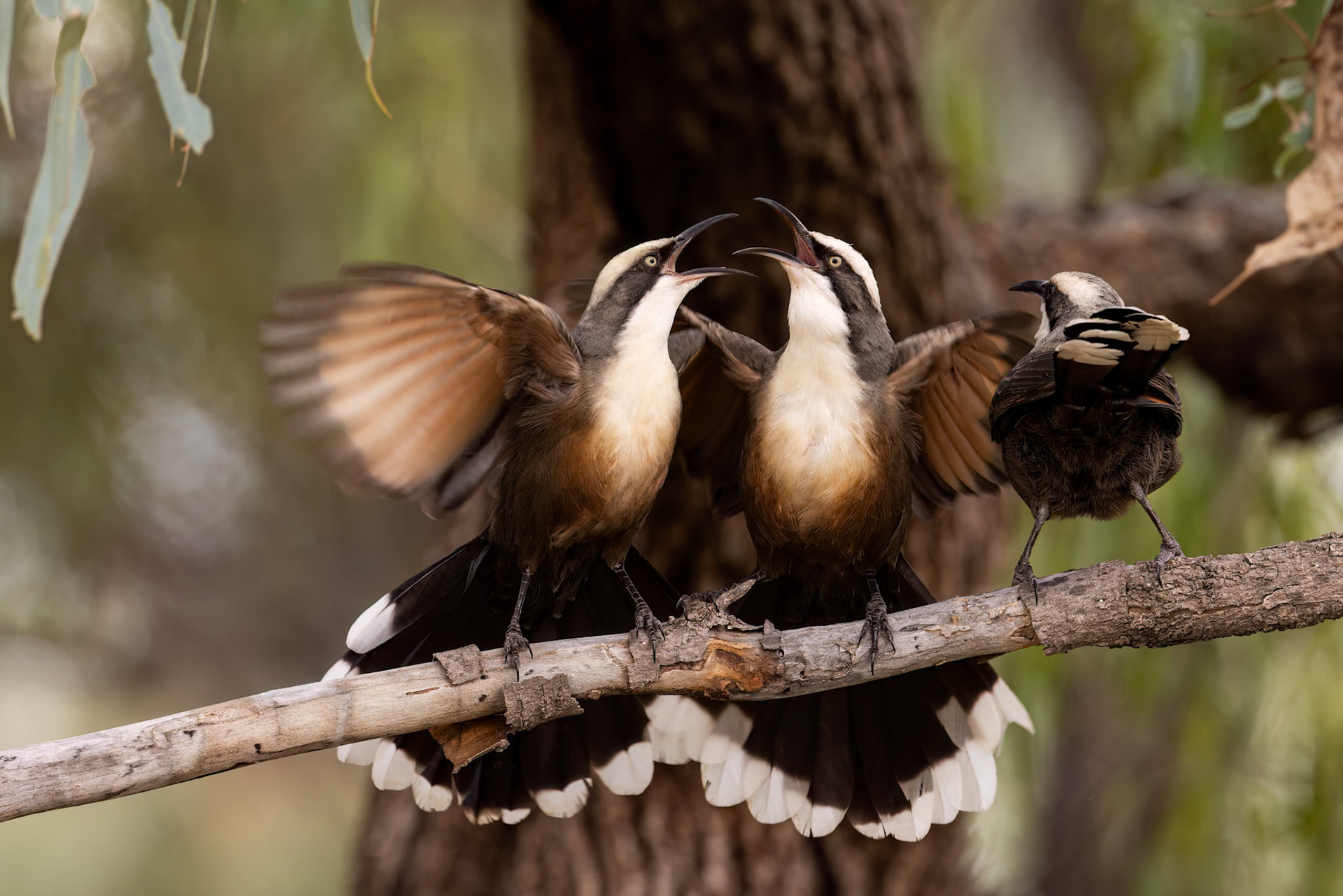 Grey-crowned babler, Eulo to Cunnamulla, Queensland, Australia