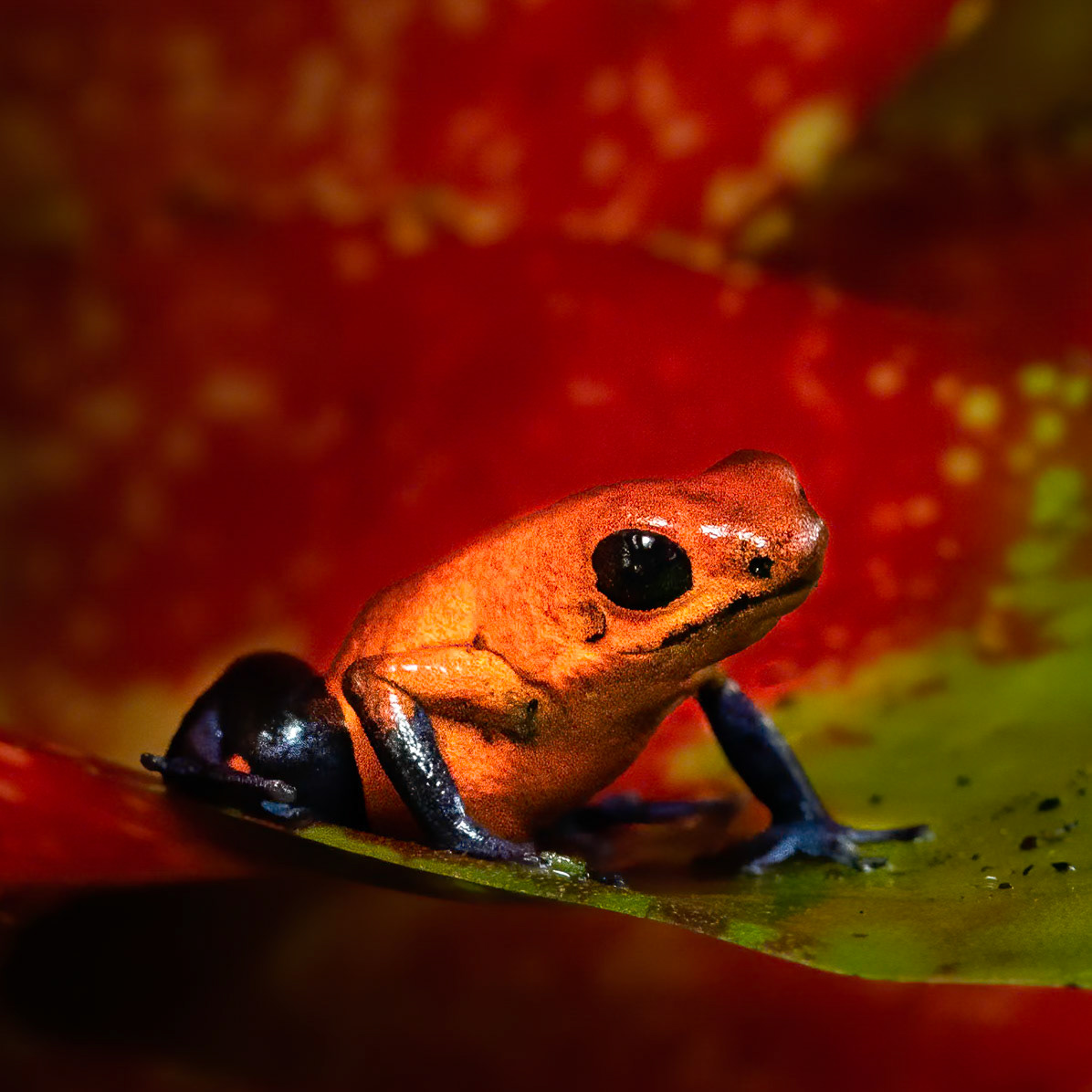 Blue-jeans poison-dart frog, near Arenal, Costa Rica, 2019