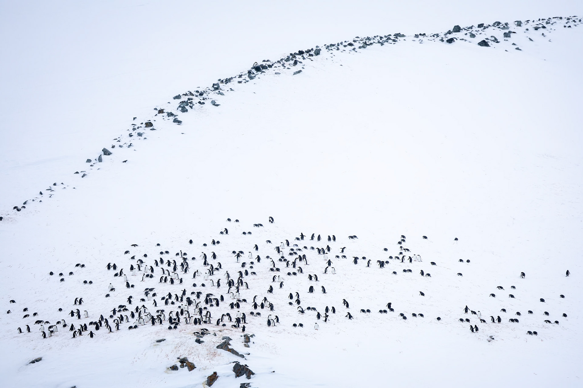 Gentoo penguin and landscpae, Cuverville, Antarctica