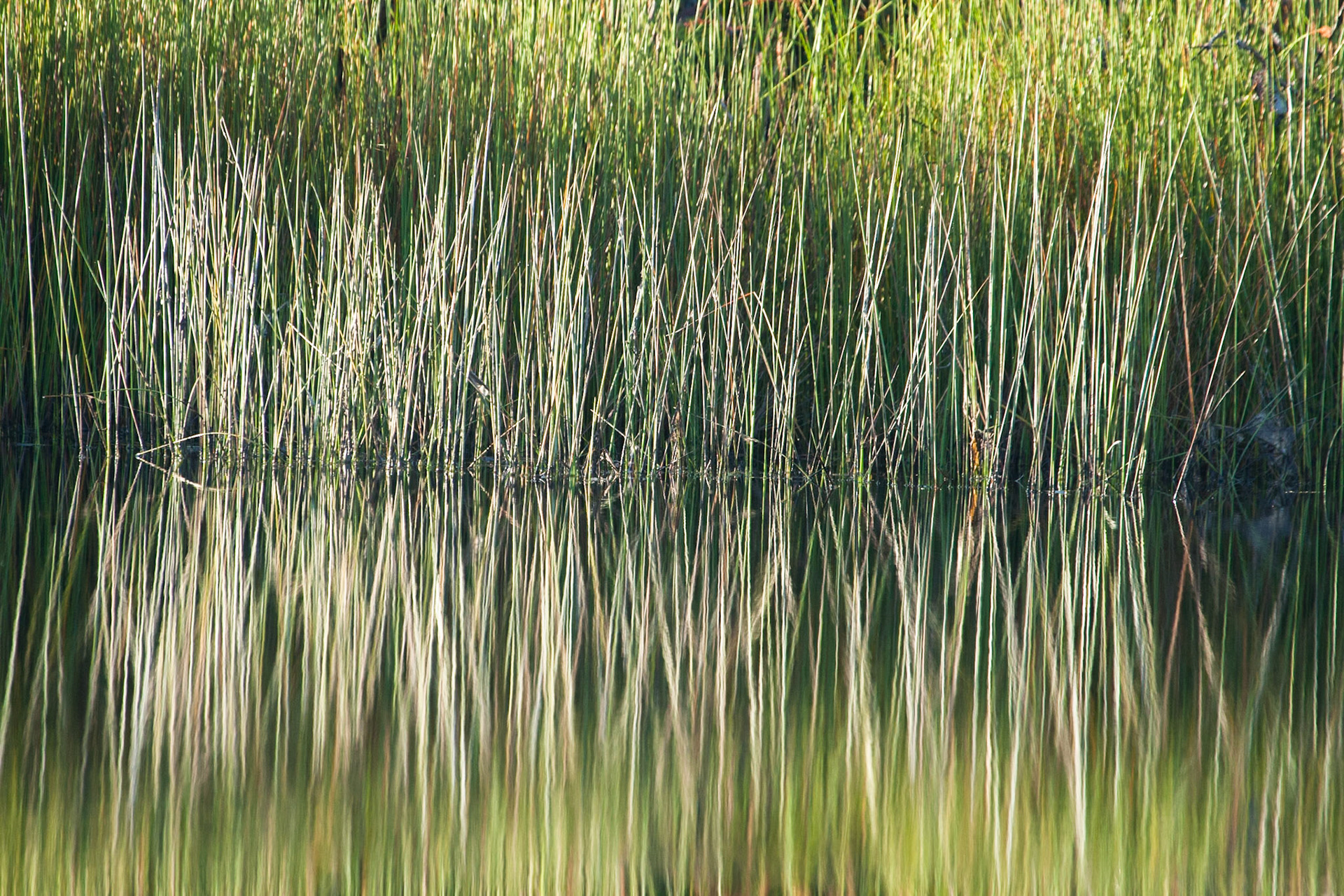 Reeds and reflections, Kingfisher Bay, Fraser Island, Queensland