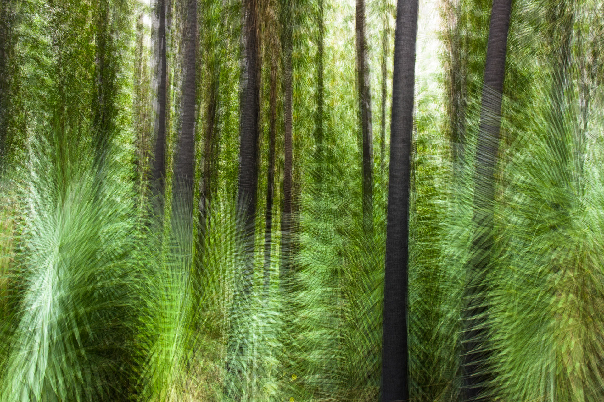 Zebedee thermal springs, El Questro Wilderness Park, The Kimberly, Western Australia