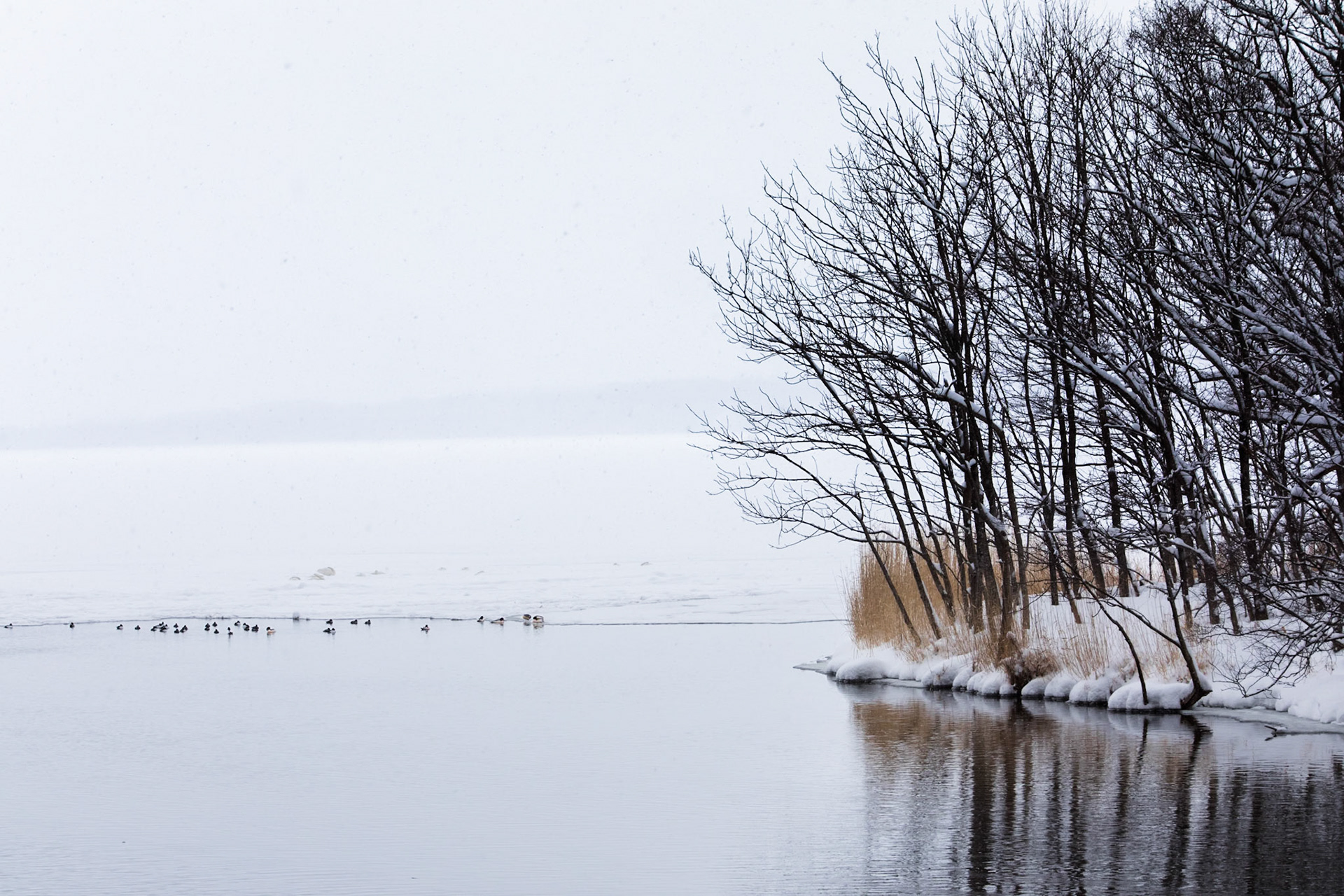 Mallards, near Abashiri, Hokkaido, Japan