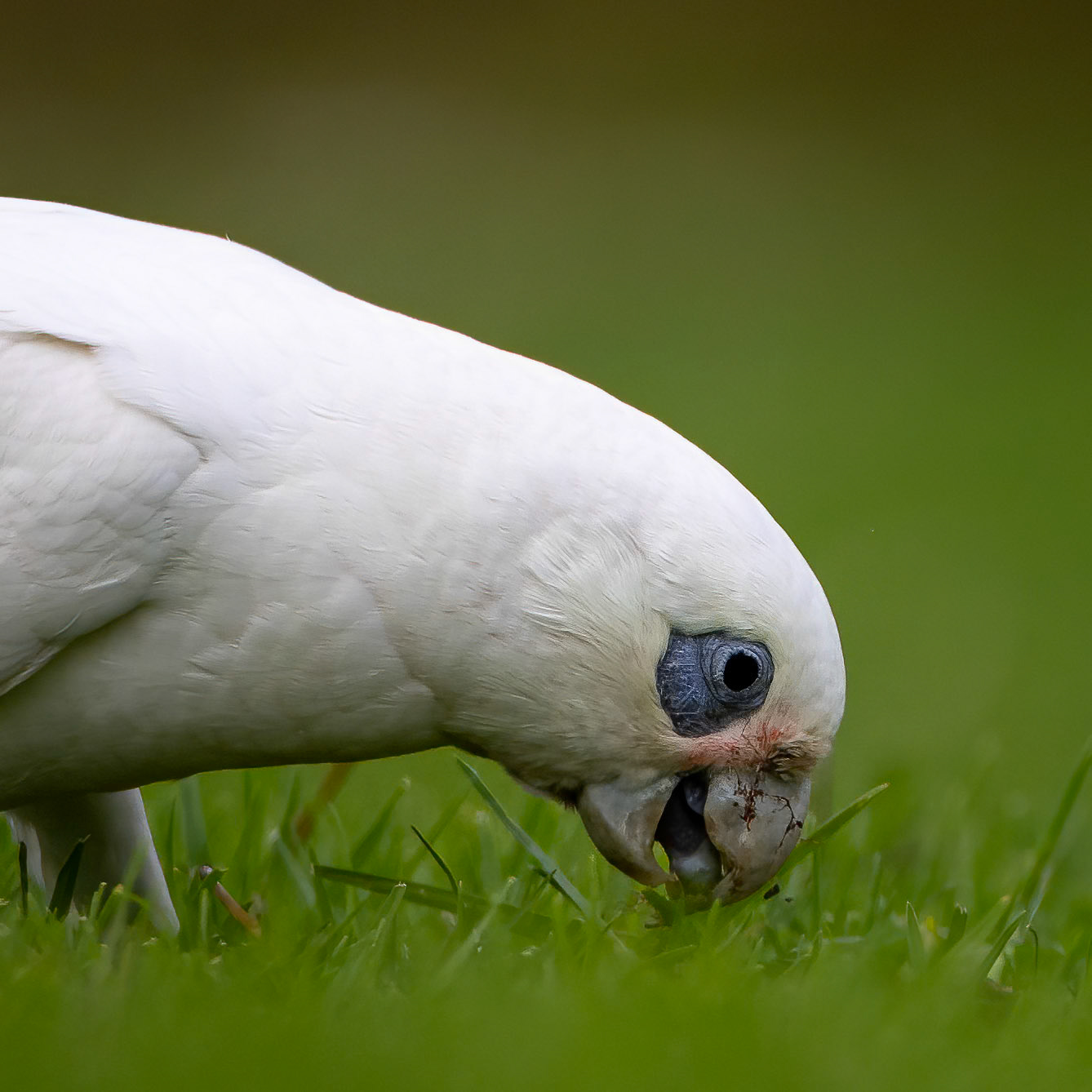 Little corella, Margaret River, West Australia