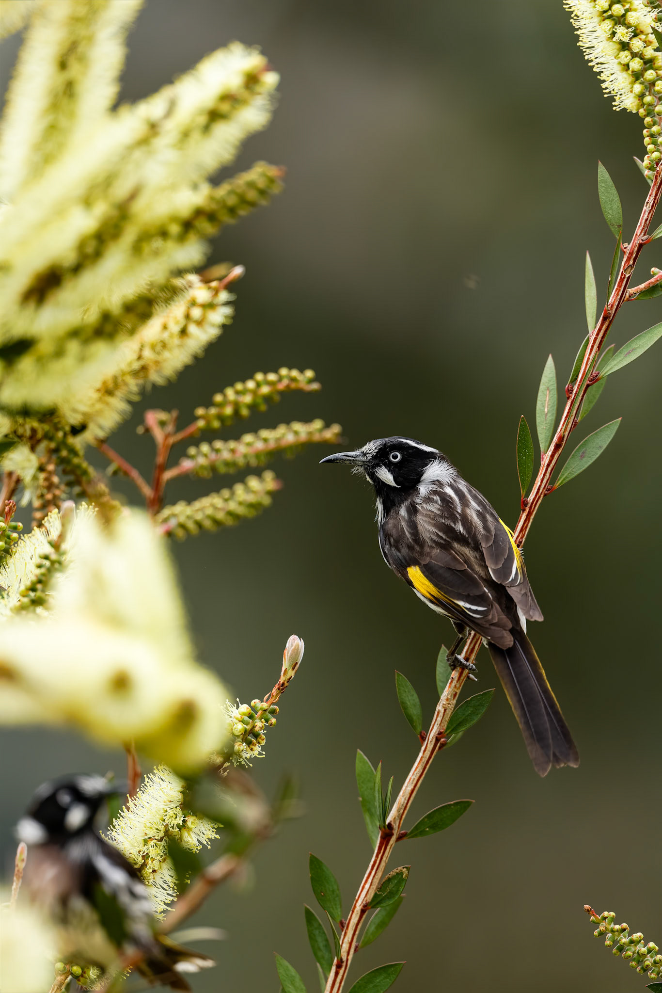 New Holland honeyeater, Bruny Island, Tasmania, Australia