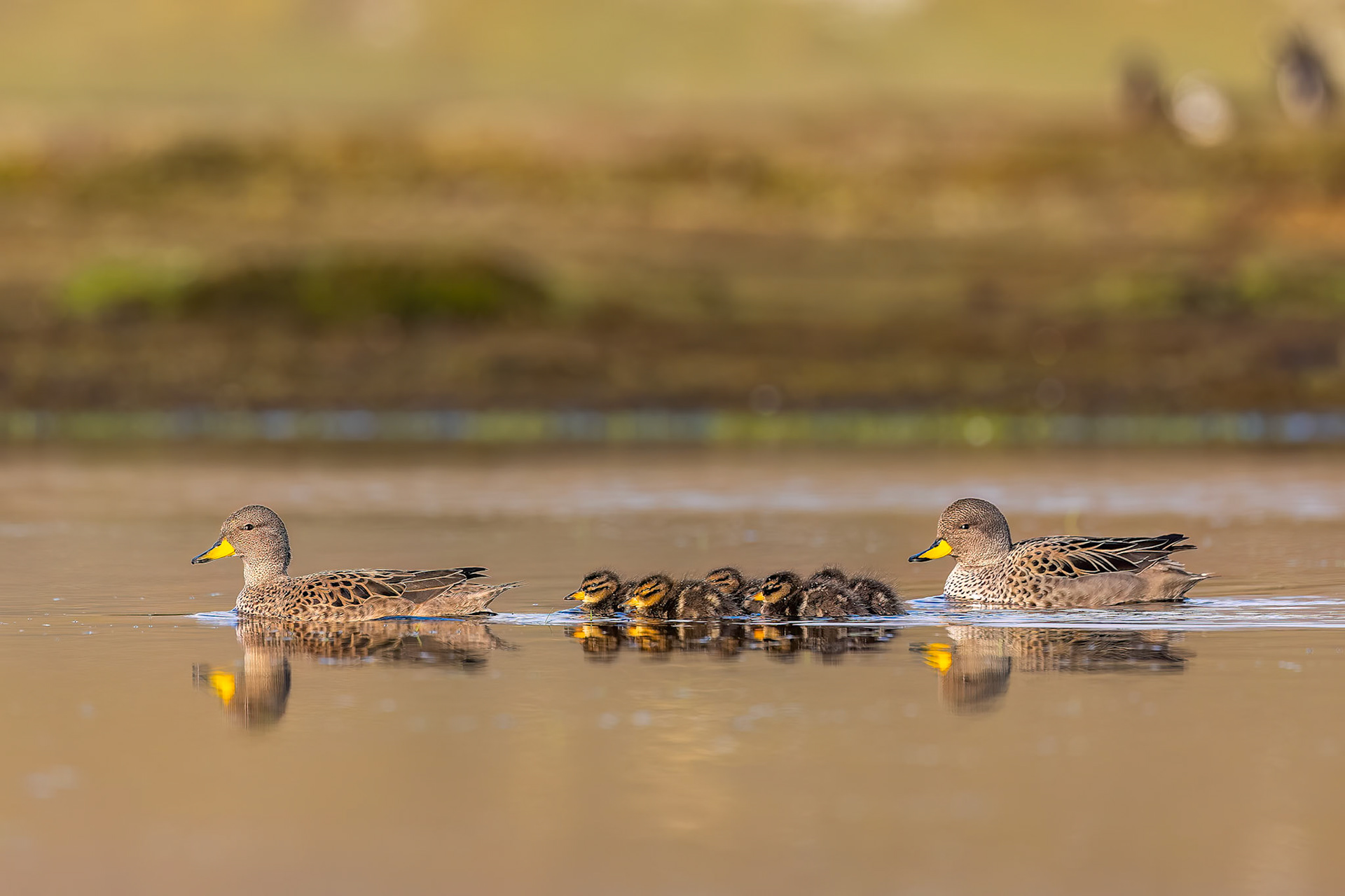 Yellow-billed teal, The Settlement, Saunders Island, Falkland Islands