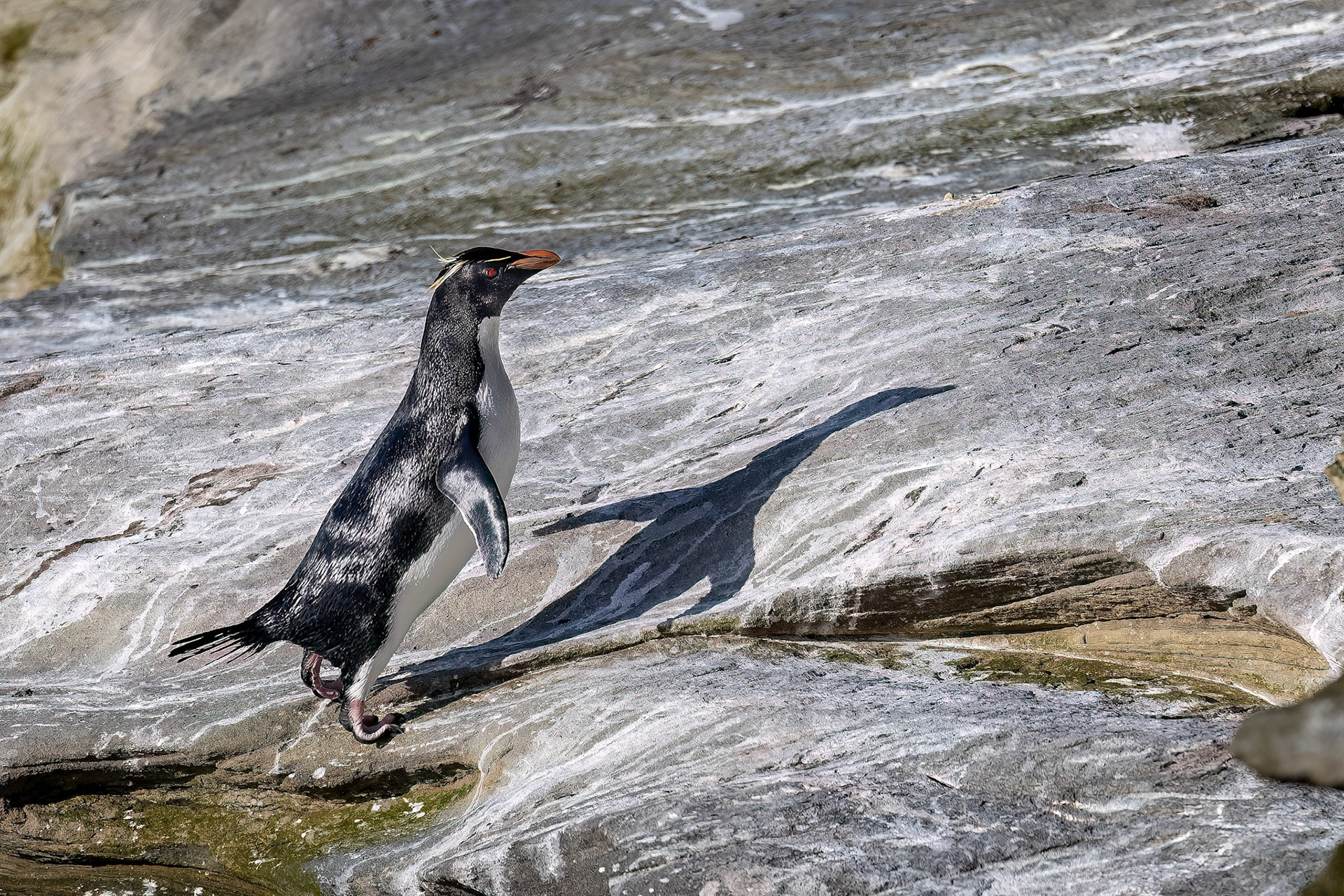 Southern rockhopper penguin, The Settlement, Saunders Island, Falkland Islands