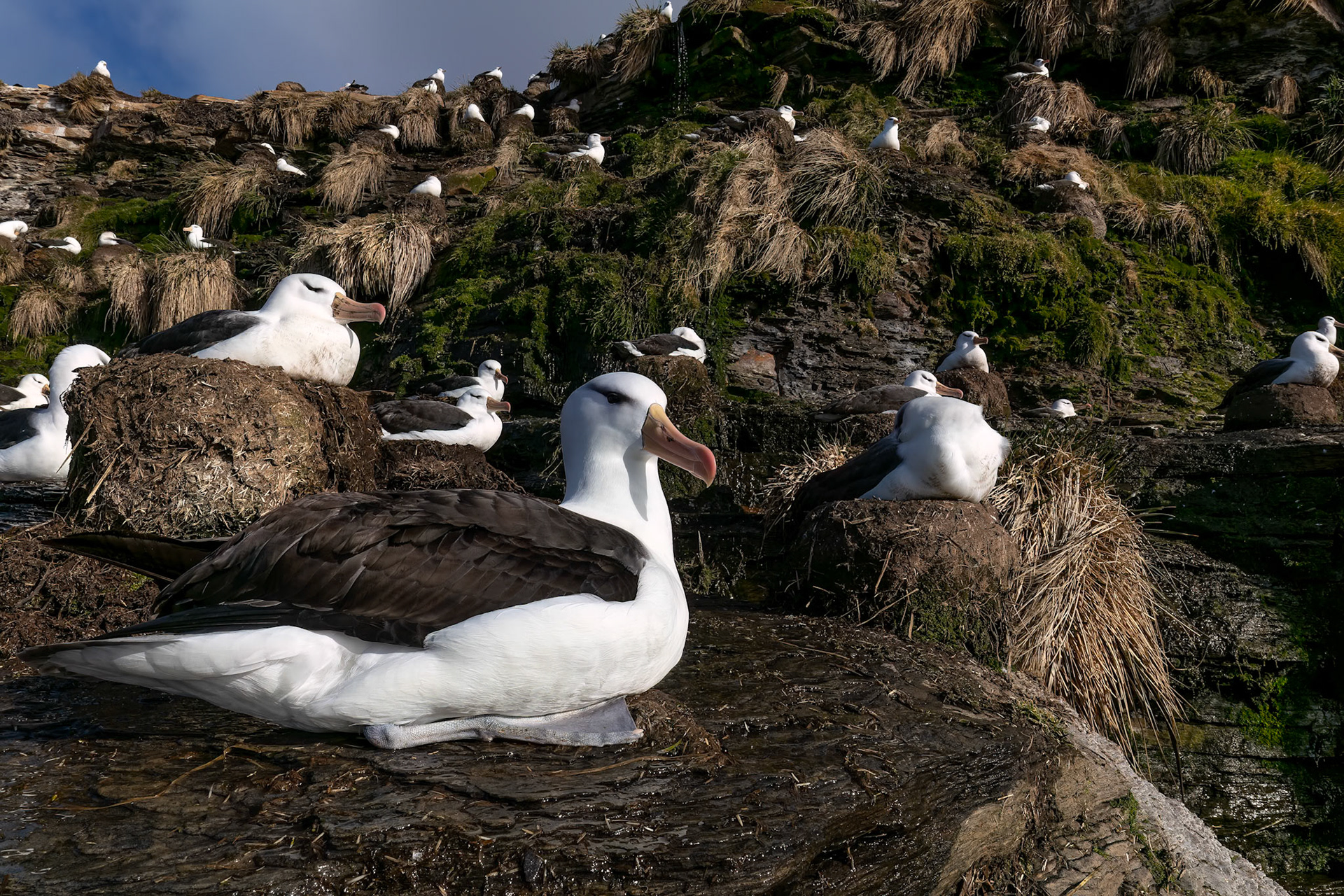 Black-browed albatross, The Settlement, Saunders Island, Falkland Islands