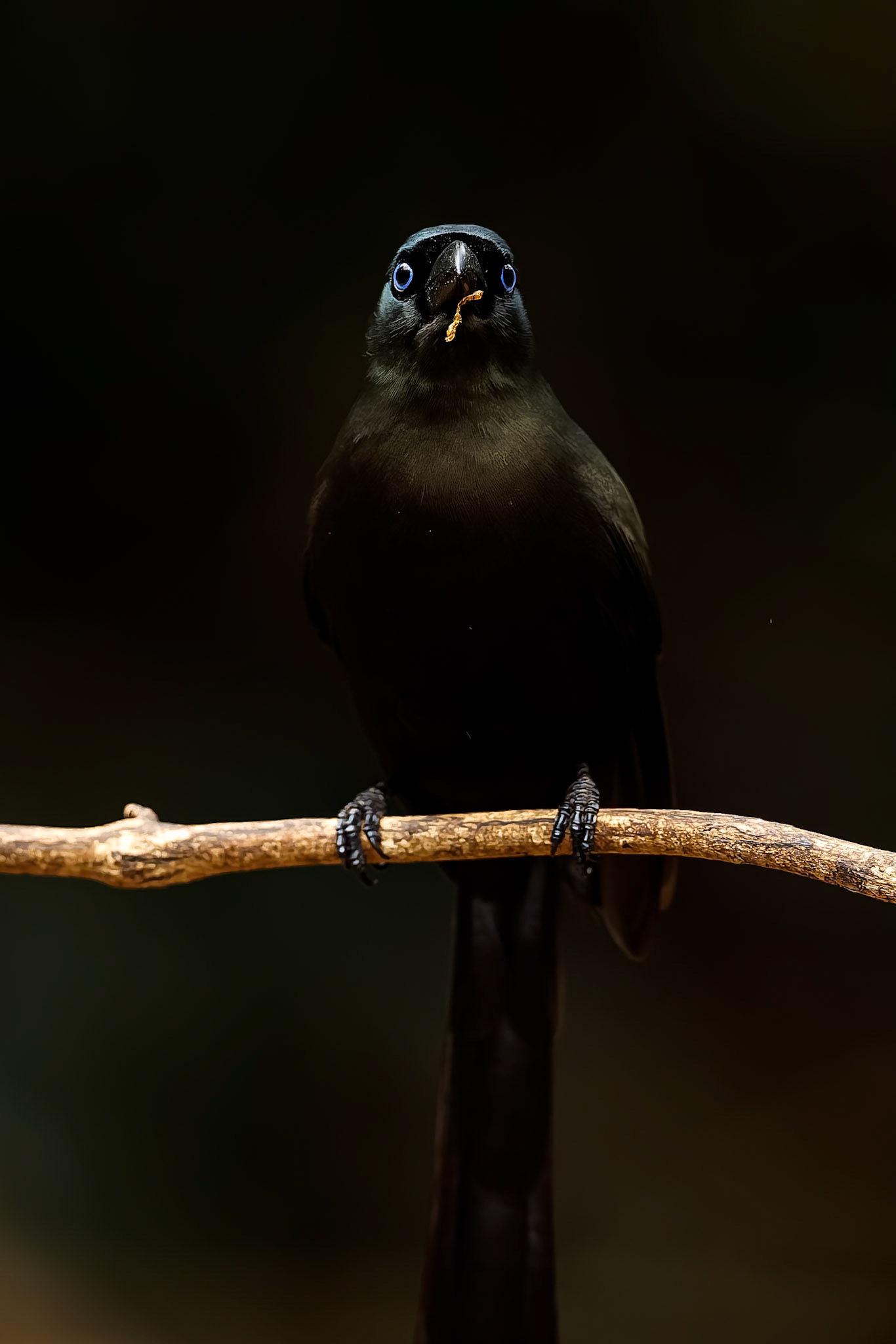 Racket-tailed treepie, Khaeng Krackan National Park, Thailand