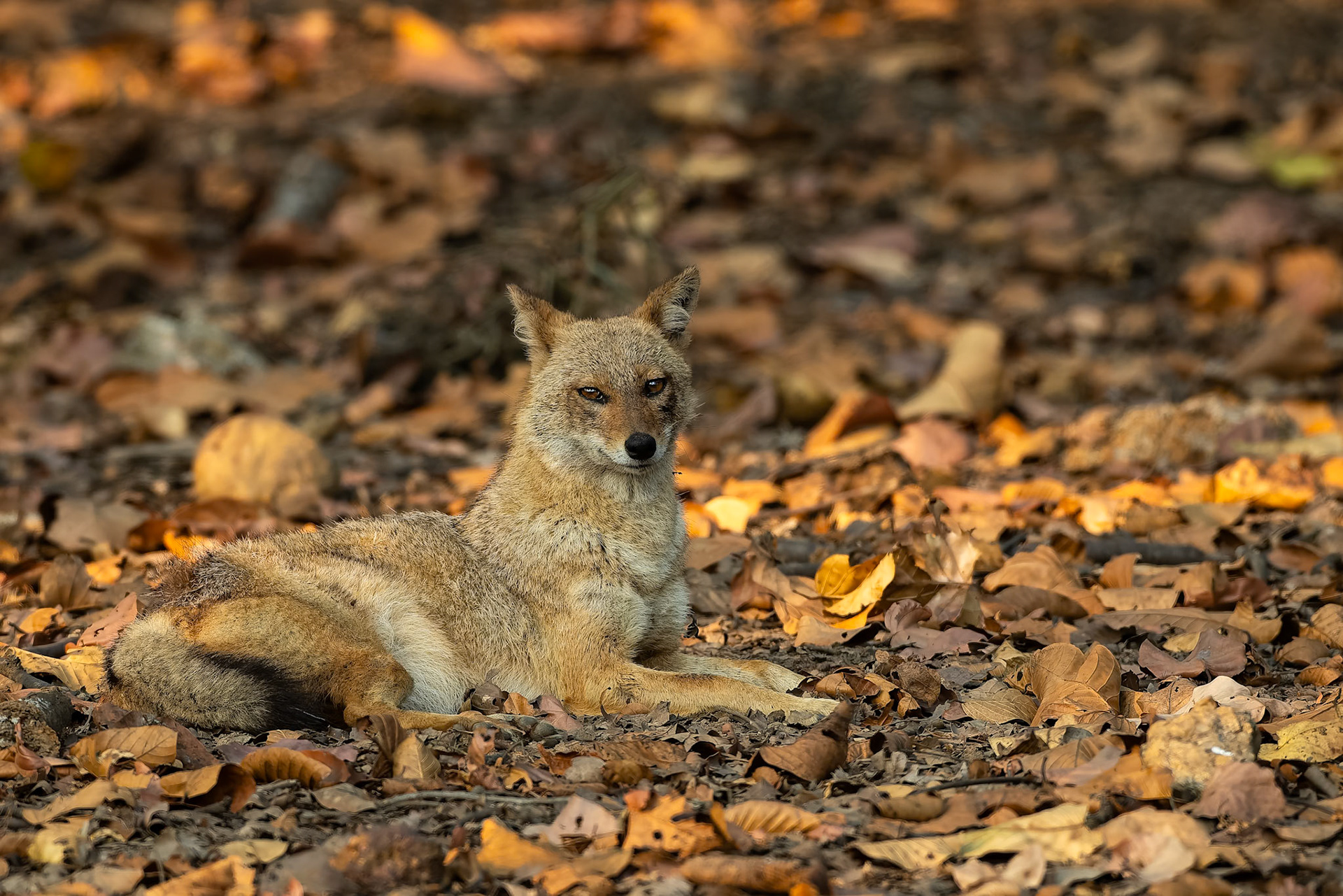 Golden jackal, Khana, India