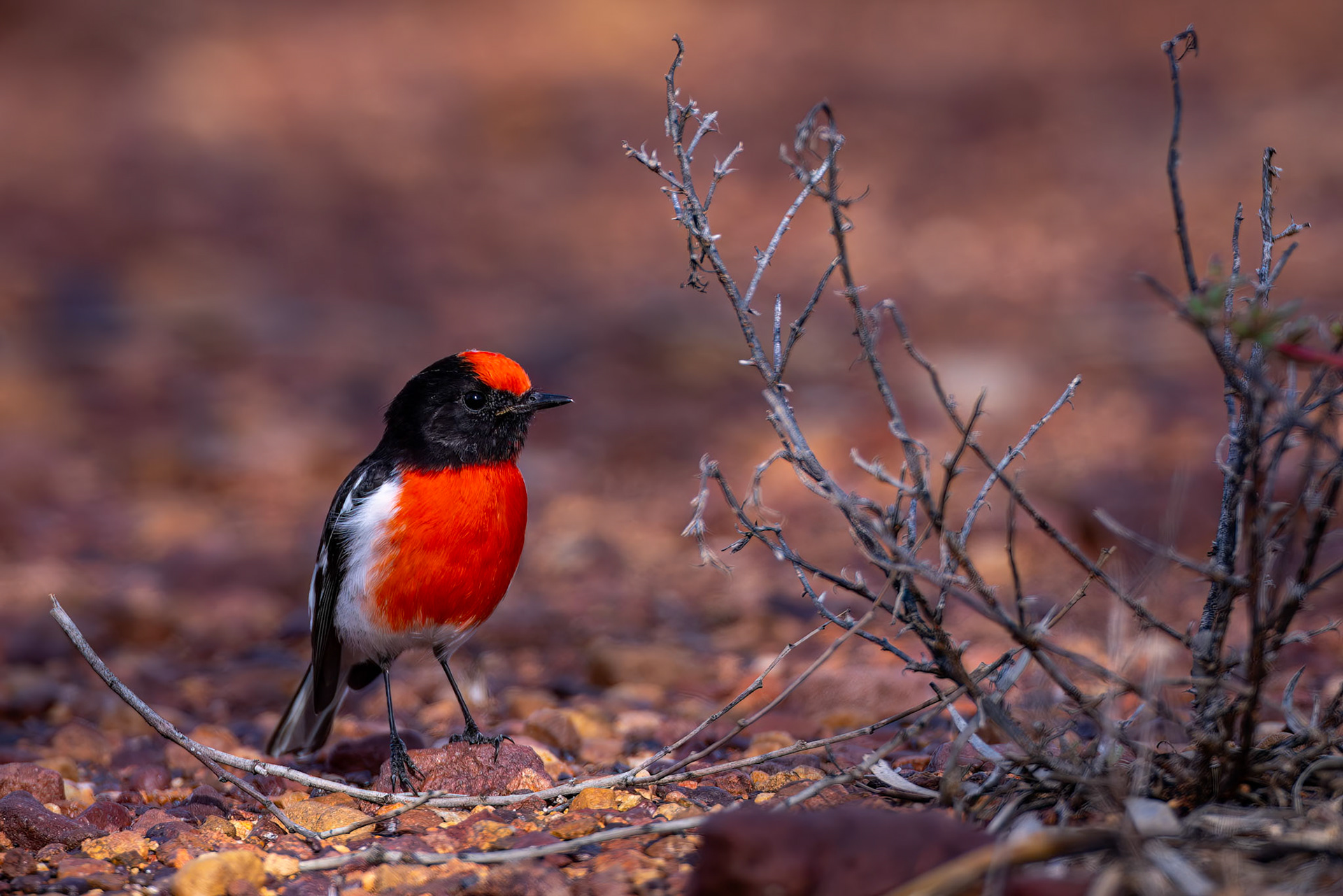 Red-capped robin, Thargomindah to Eulo, Queensland, Australia