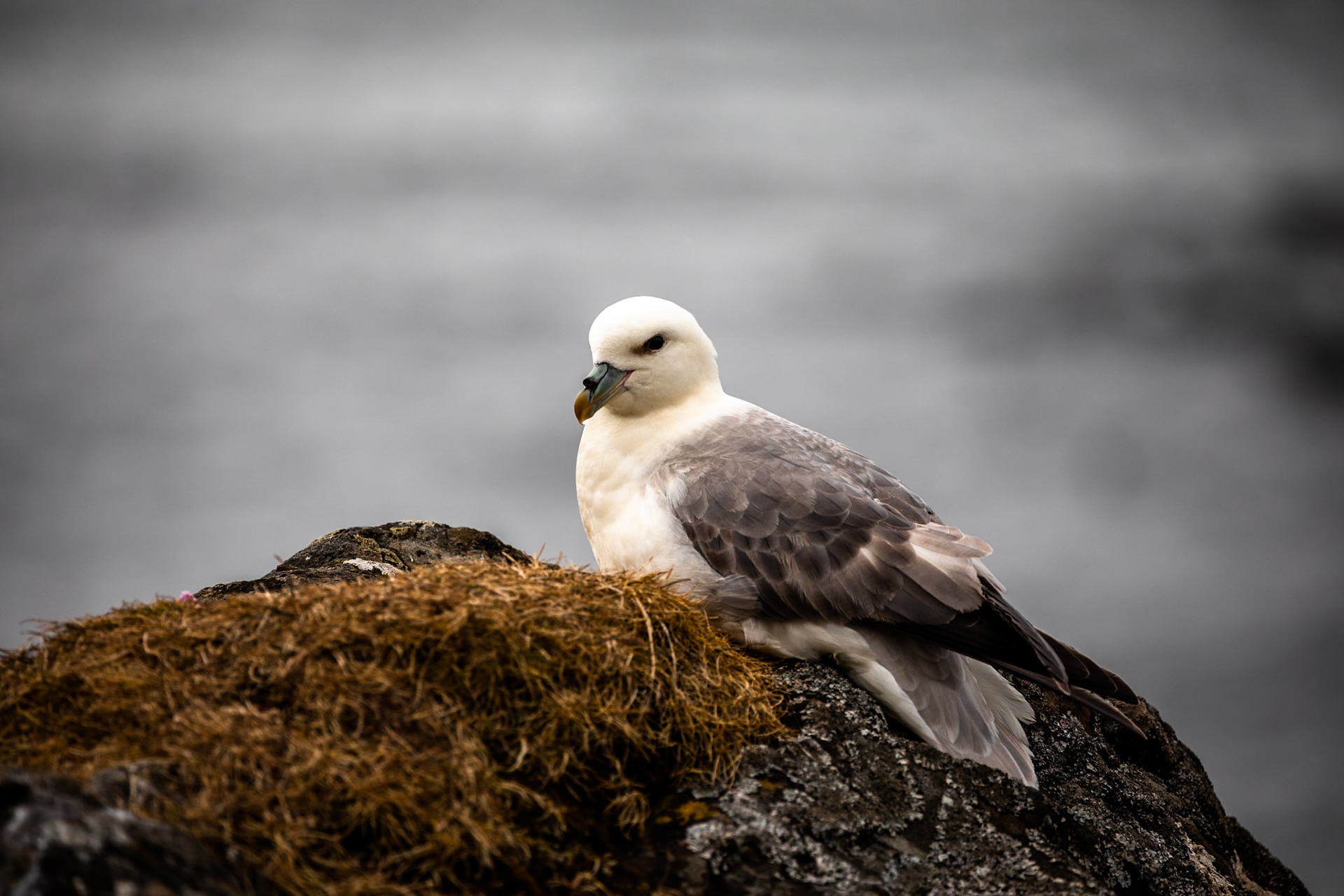 Northern fulmar, Flatey island, Breiðafjörður, Iceland