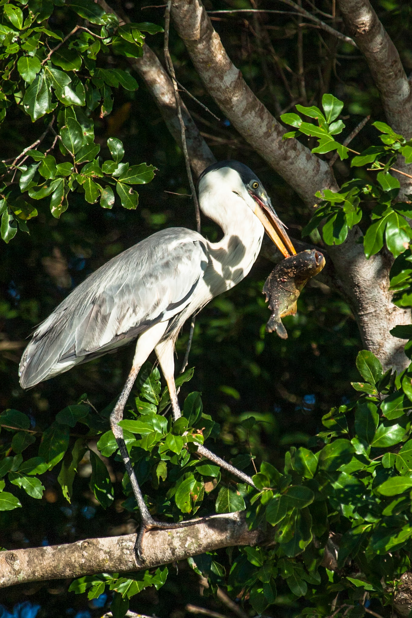 Cocoi heron, Mato grosso, Pantanal, Brazil