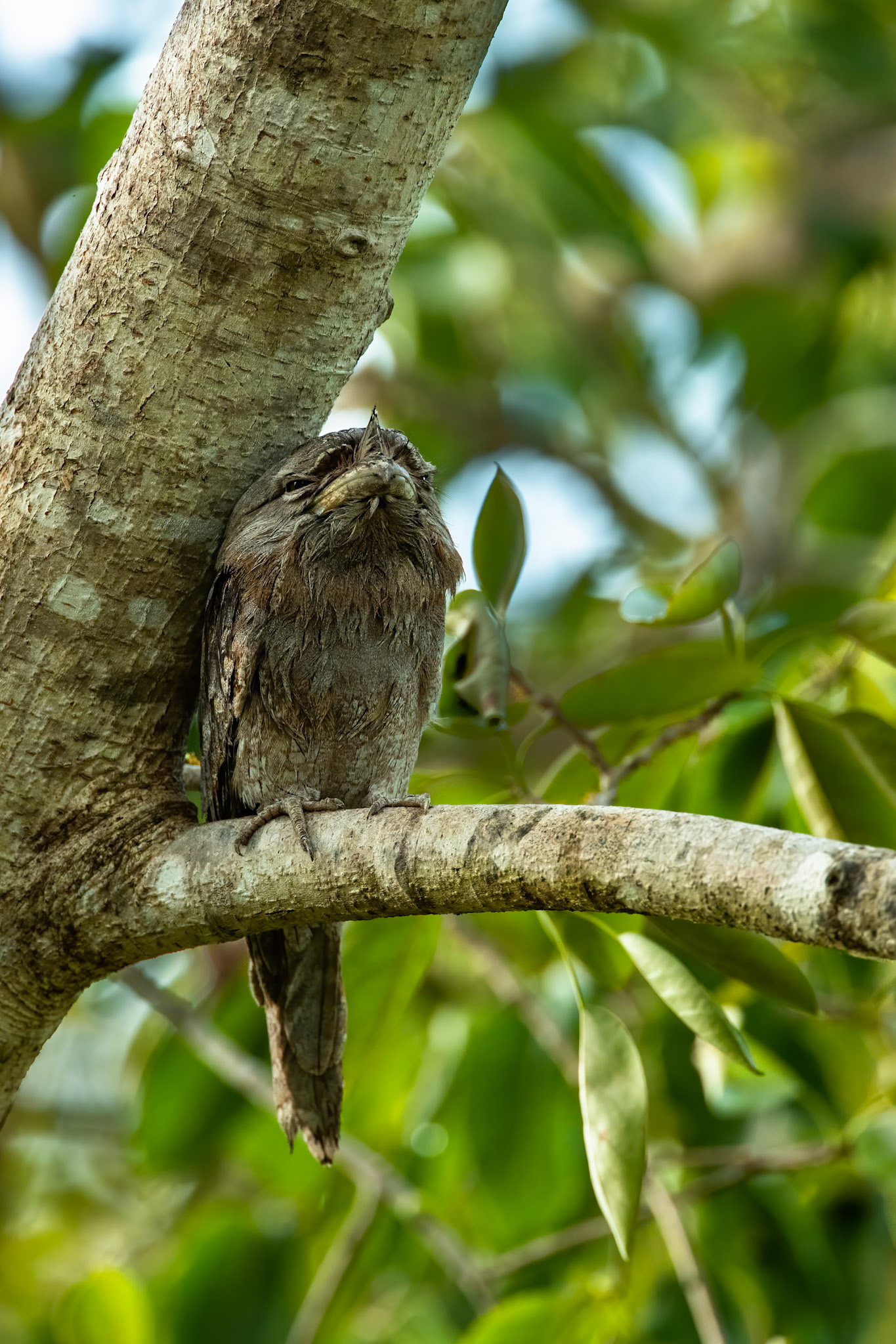 Tawny frogmouth, Marlow lagoon, Darwin, Australia