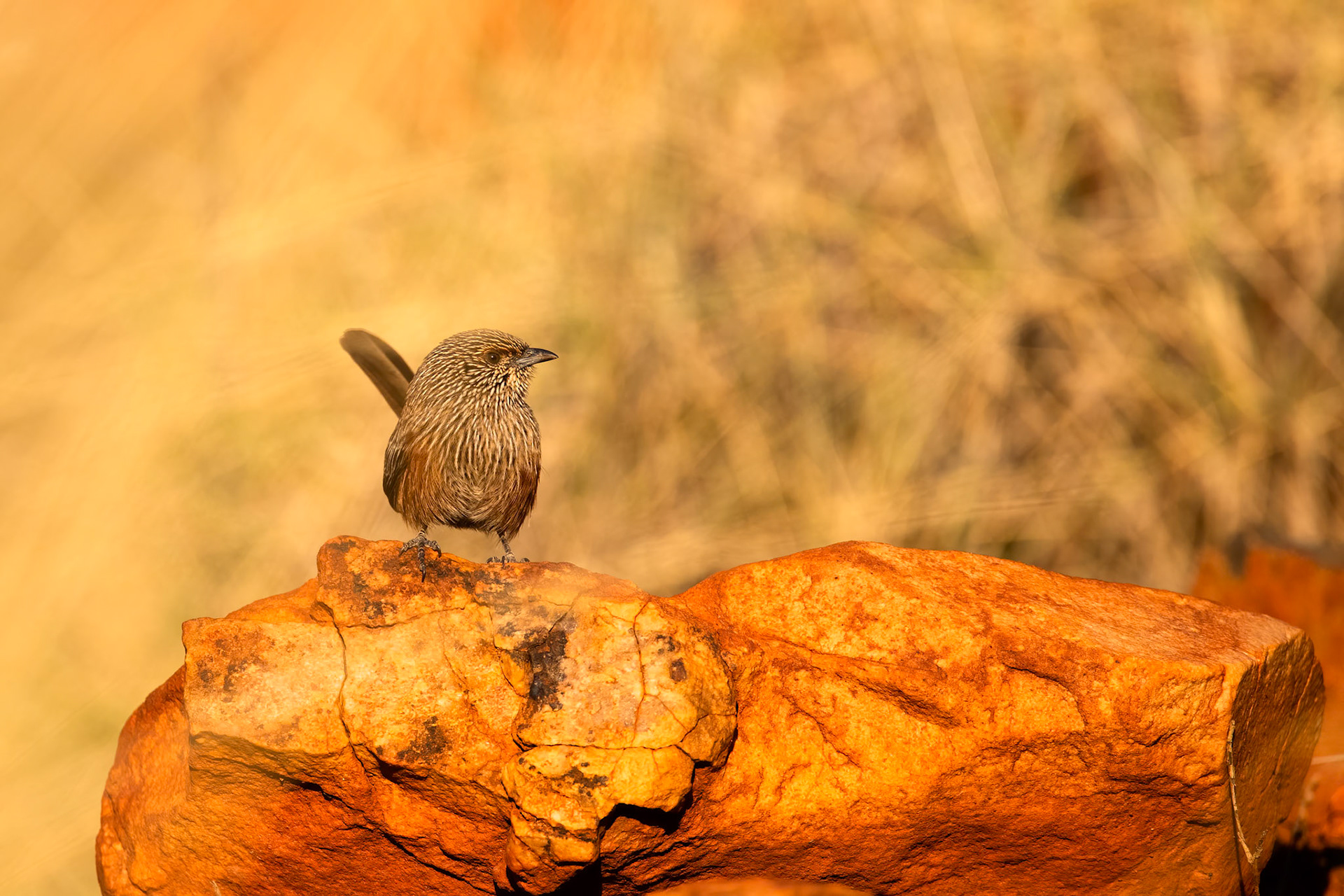 Kalkadoon grasswren, Mount Isa, Queensland, Australia
