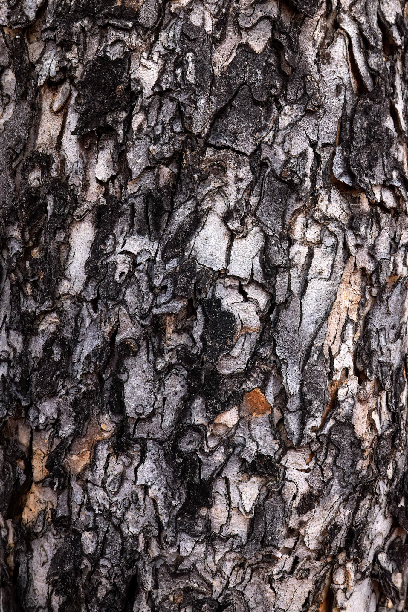 Landscape, Eulo to Cunnamulla, Queensland, Australia