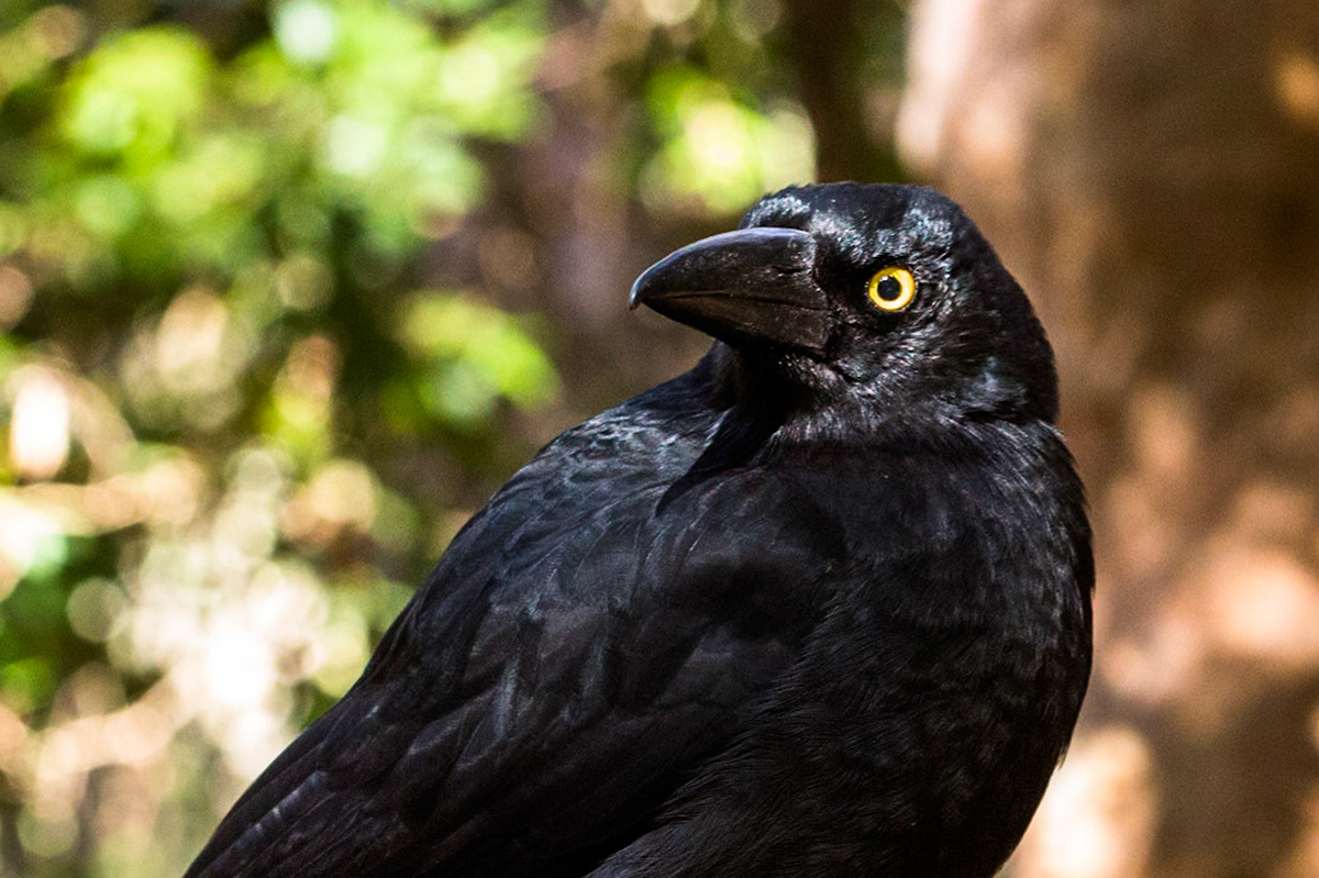 Started on the track to Golf Links lookout. Walked past the Pool of Siloam to Gordon Falls lookout. Followed the Prince Henry cliff walk to Leura Cascades from where we descended through Leura Forest to the junction with Federal Pass tea stop. Continued along Federal Pass past the junction with Dardanelles Pass (near the base of the Giant Staircase); past the base of Furber Steps to the Scenic Railway lower station (Lunch stop).  Some returned via the Scenic Railway, whilst others retraced steps and ascended the Giant Staircase to Echo Point. Notes by Peter Watt.