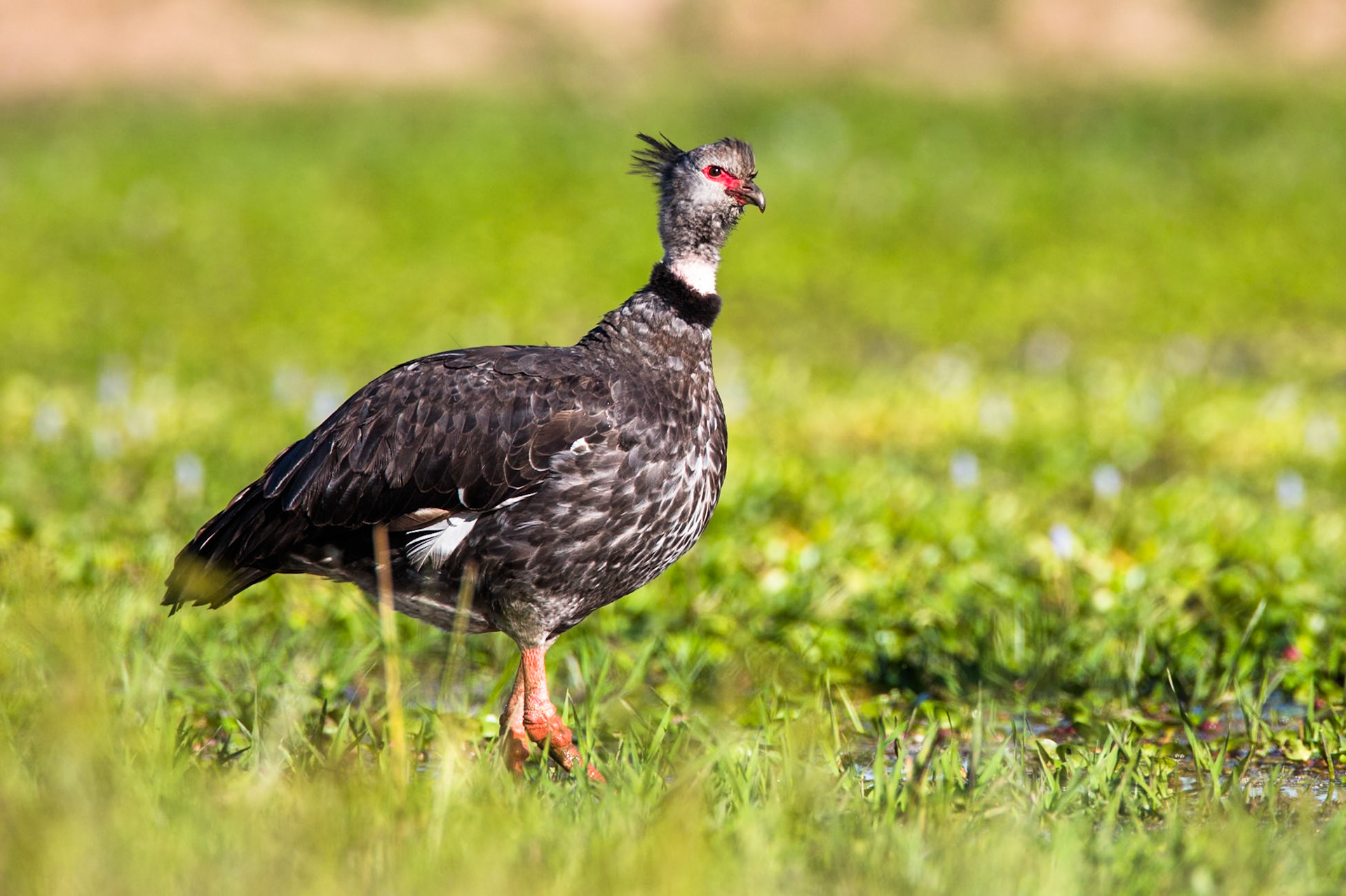 Southern screamers. Porto Jofre, Pantanal, Brazil