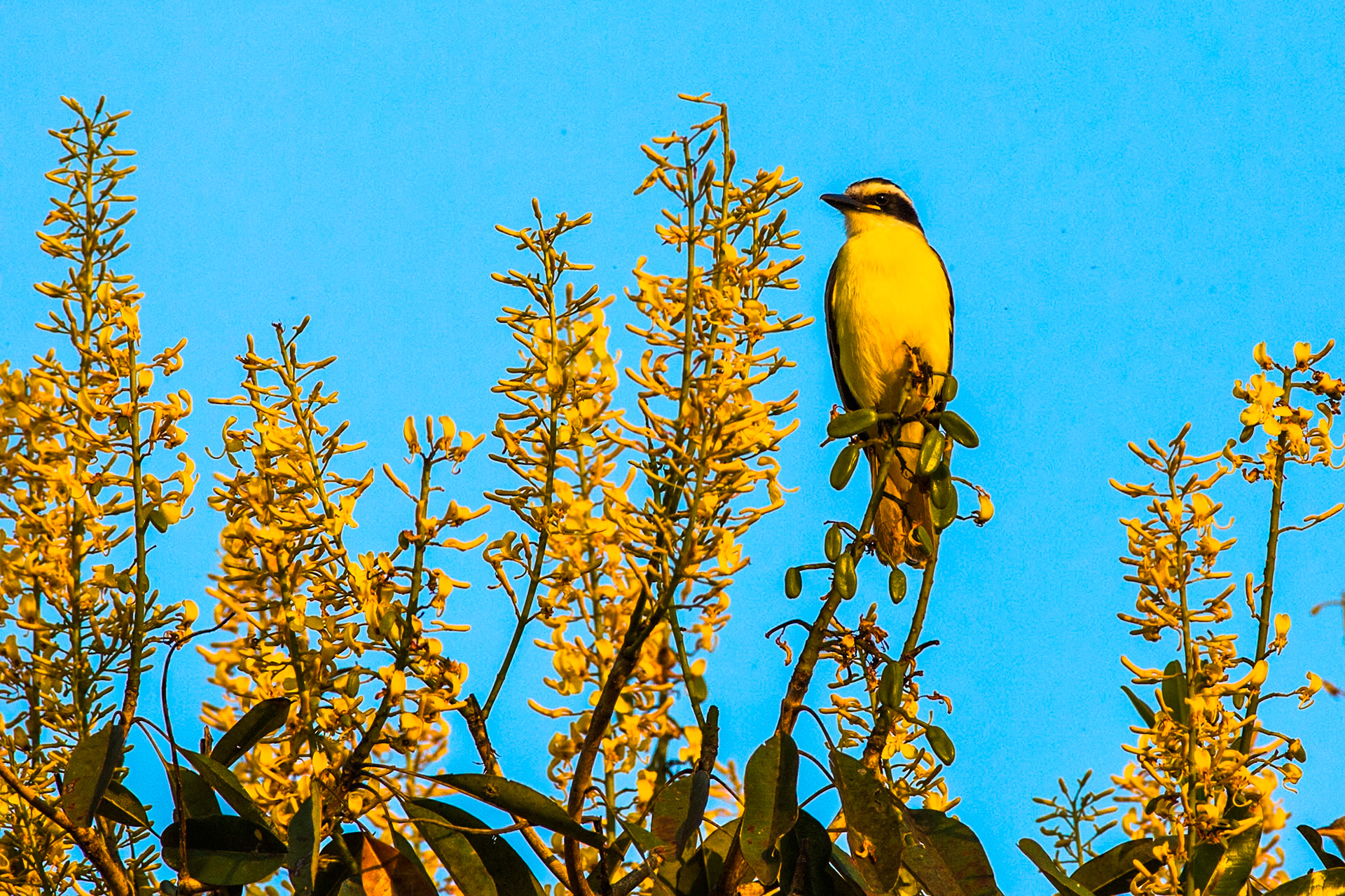 Great kiskadee, Pousada Piuval, Pantanal, Brazil
